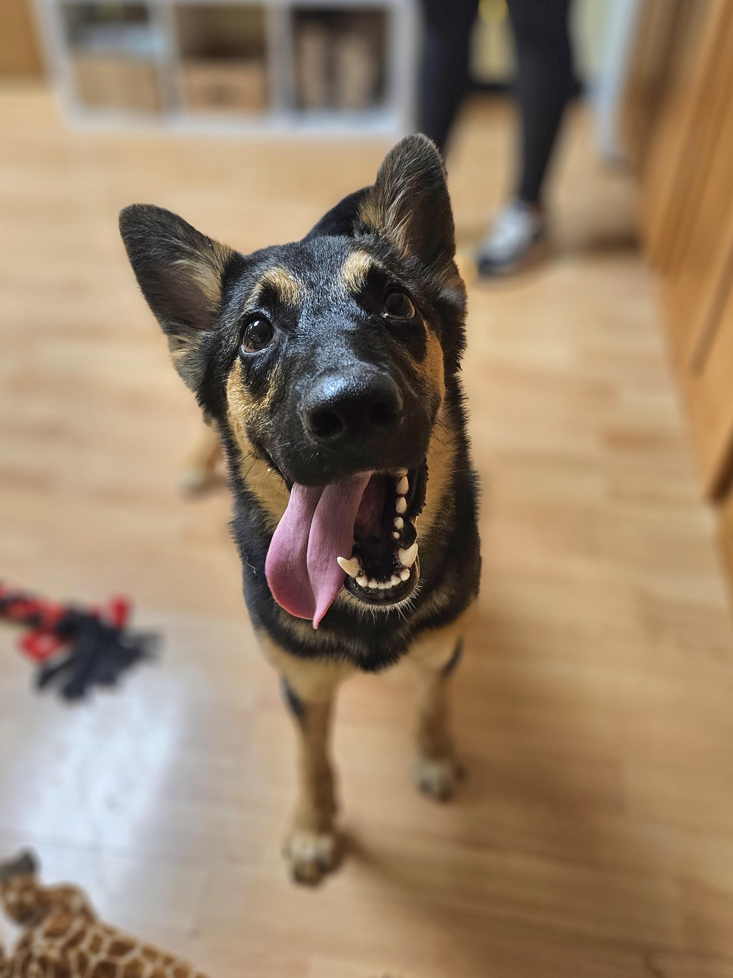 Enlarge EASTON   $425, a ADOPTABLE mixed breed in Milwaukee, WI image 1/4