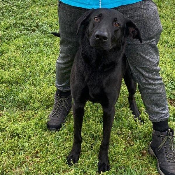 Samuel, Adoptable, Adult Male Labrador Retriever.