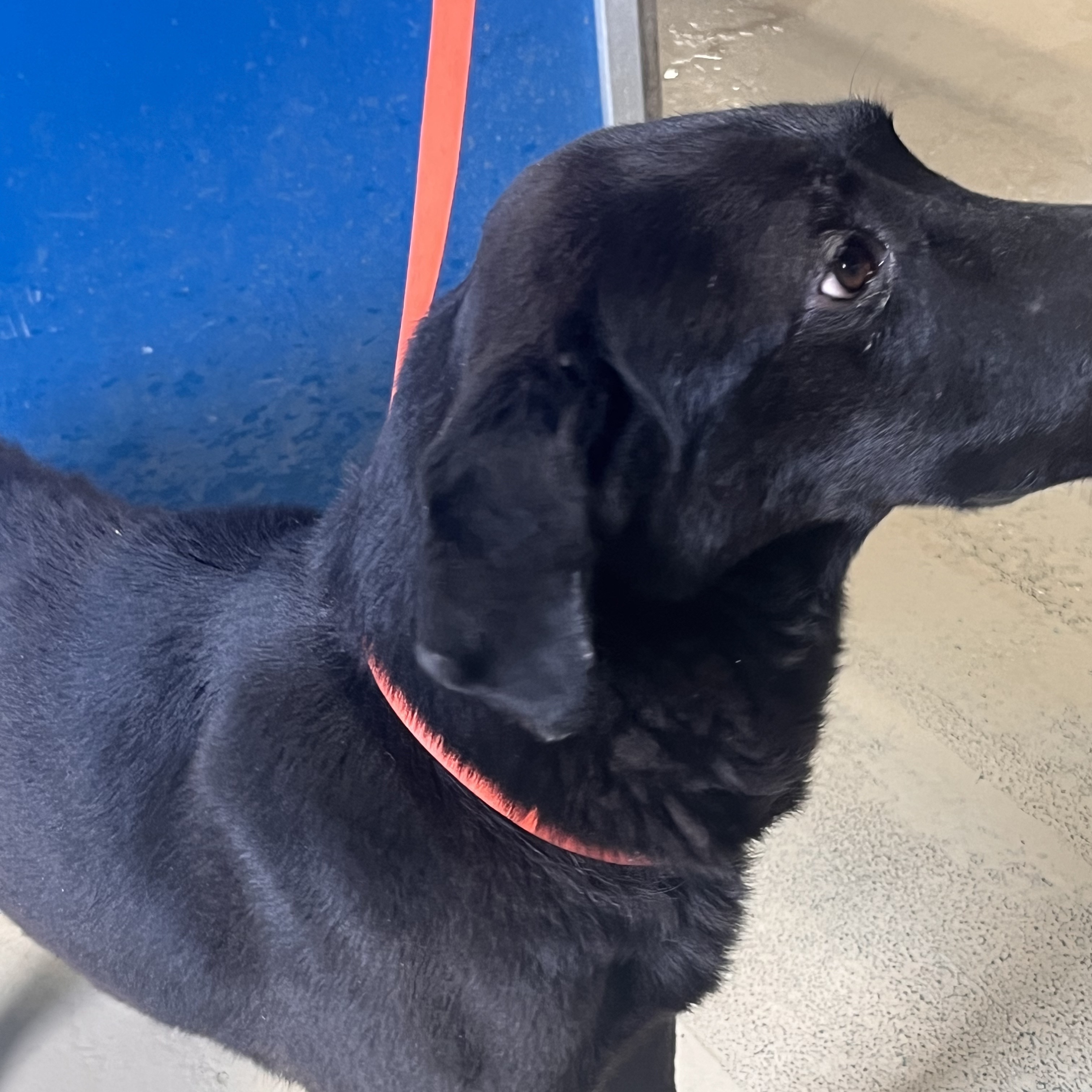 Enlarge Samuel, a Adoptable mixed breed in Portland, OR image 2/12