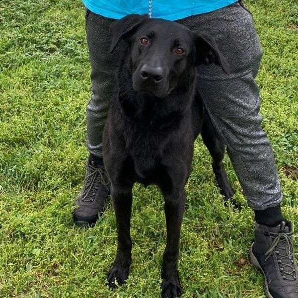 Enlarge Samuel, a Adoptable mixed breed in Portland, OR image 4/12