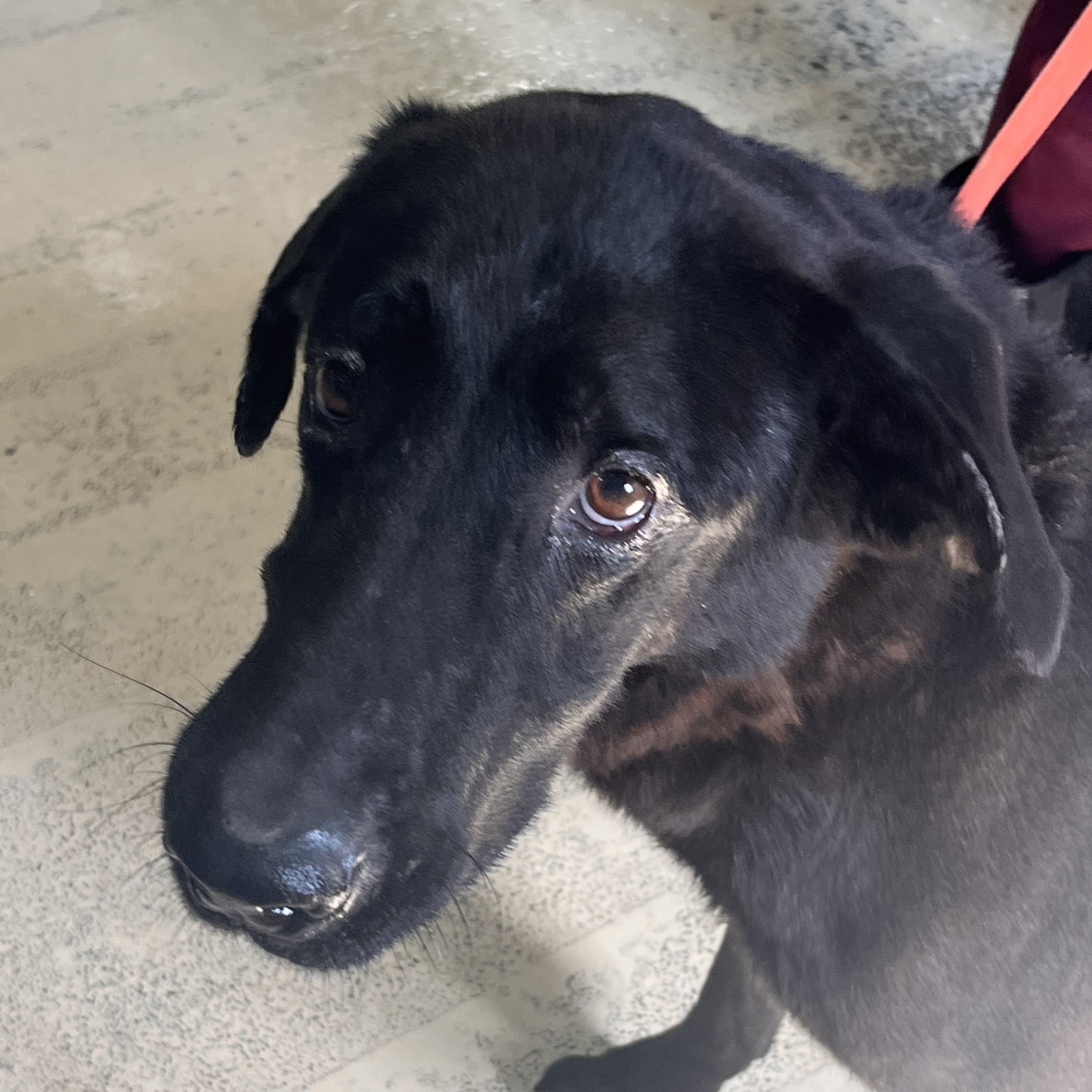 Enlarge Samuel, a Adoptable mixed breed in Portland, OR image 5/12