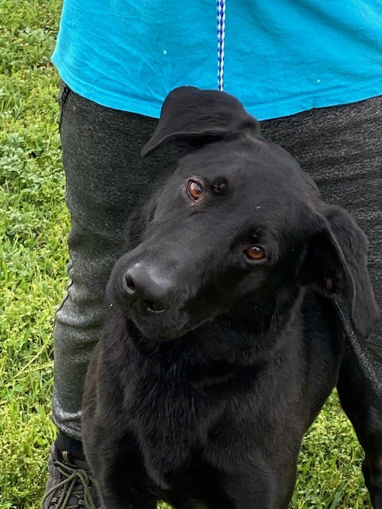 Enlarge Samuel, a Adoptable mixed breed in Portland, OR image 6/12