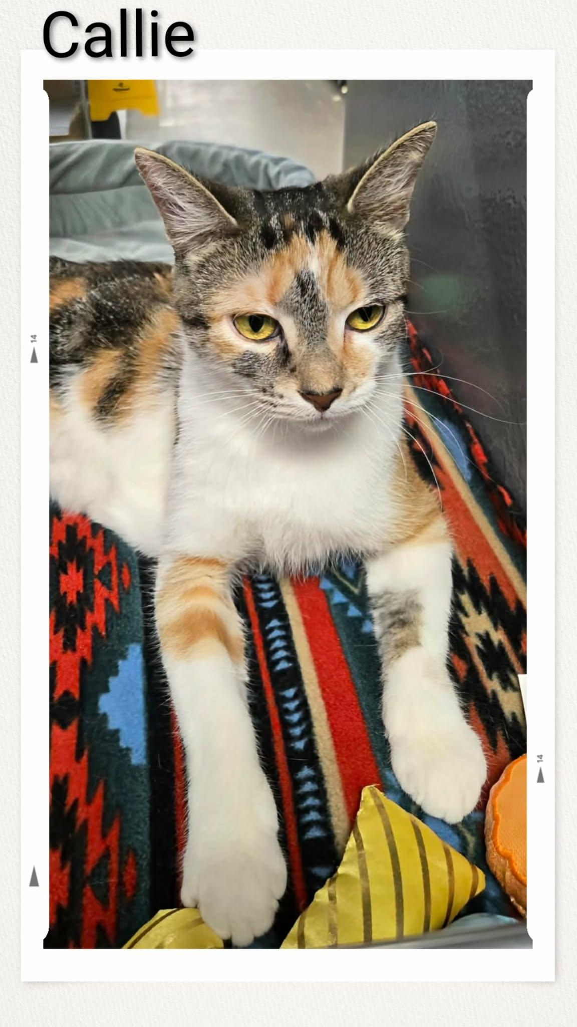 Callie, Adoptable, Young Female Domestic Short Hair.