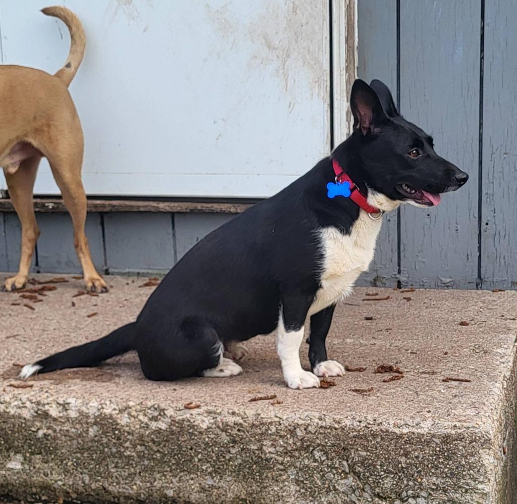 Shakira, Adoptable, Young Female Mixed Breed.