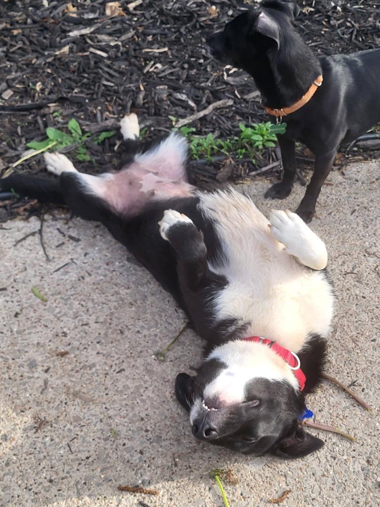 Shakira, a Adoptable mixed breed in Fond Du Lac, WI image 2/5