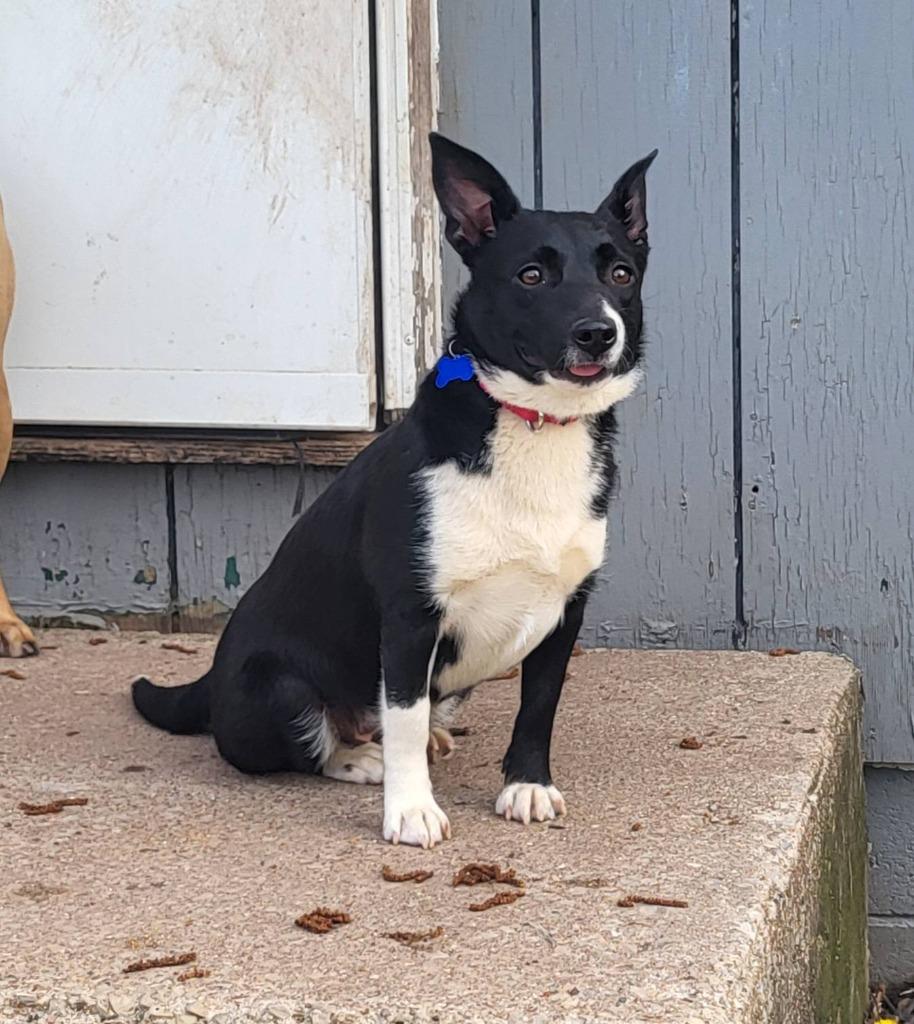 Shakira, a Adoptable mixed breed in Fond Du Lac, WI image 3/5