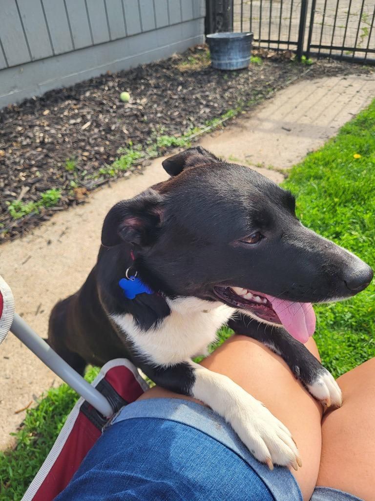 Shakira, a Adoptable mixed breed in Fond Du Lac, WI image 4/5
