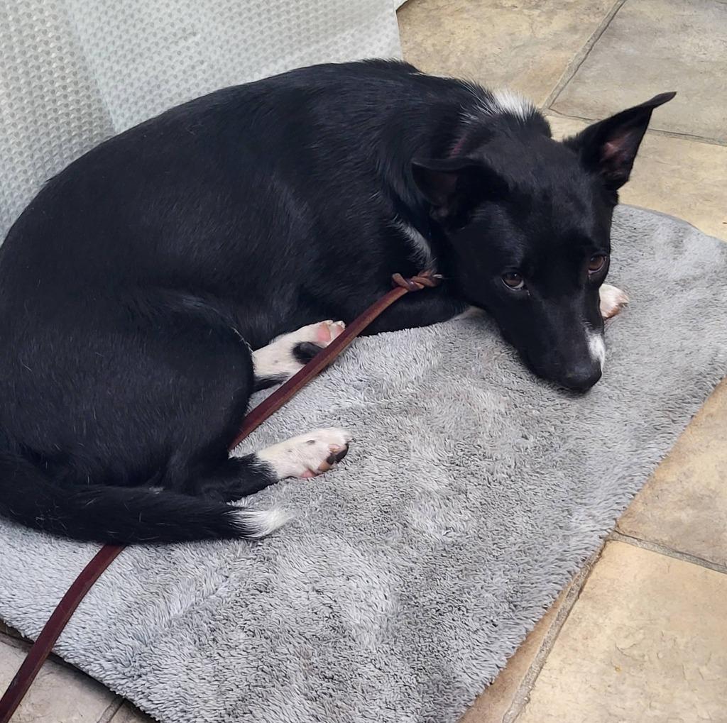 Shakira, a Adoptable mixed breed in Fond Du Lac, WI image 5/5