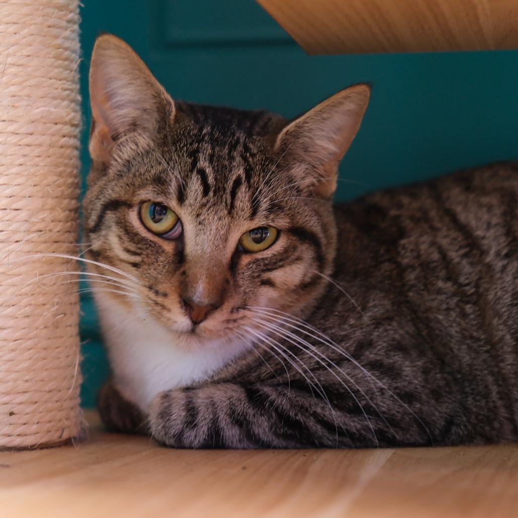 Enlarge Owen, a Adoptable Domestic Short Hair in Morgan Hill, CA image 1/1