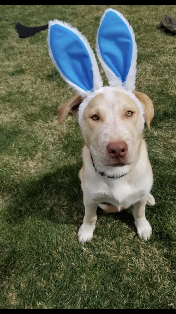 Enlarge Marlow, a Adopted mixed breed in Littleton, CO image 1/6