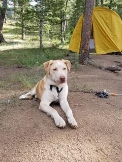 Enlarge Marlow, a Adopted mixed breed in Littleton, CO image 4/6
