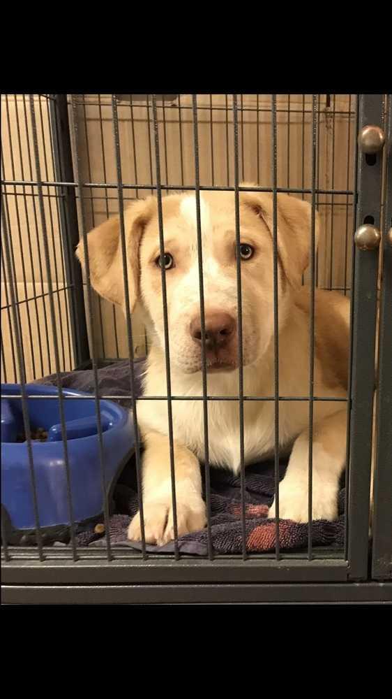 Enlarge Marlow, a Adopted mixed breed in Littleton, CO image 5/6