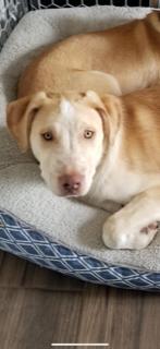 Enlarge Marlow, a Adopted mixed breed in Littleton, CO image 6/6