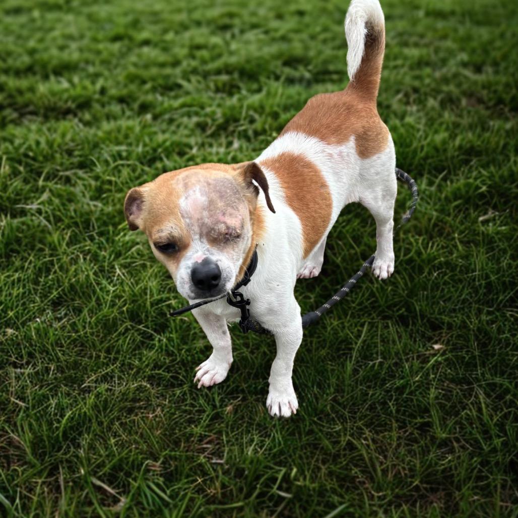 Ranger, an adopted mixed breed in Pittsburg , PA image 2/4