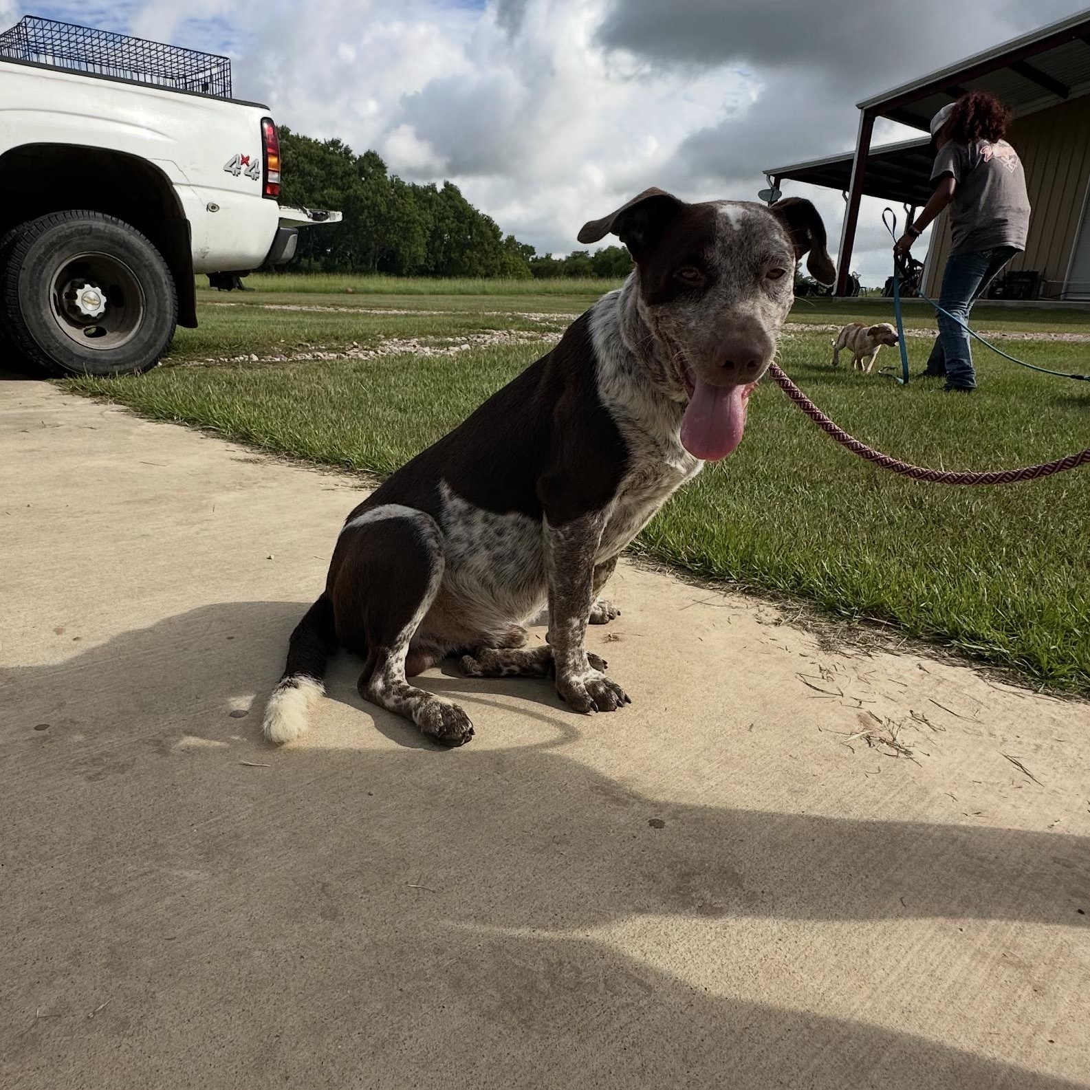 Enlarge Cowboy, a Adoptable mixed breed in Conroe, TX image 3/3