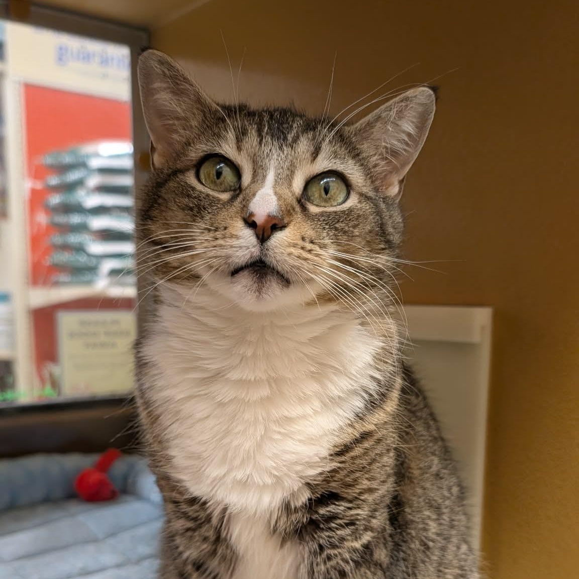 Winnie, ADOPTABLE, Adult Female Domestic Short Hair.