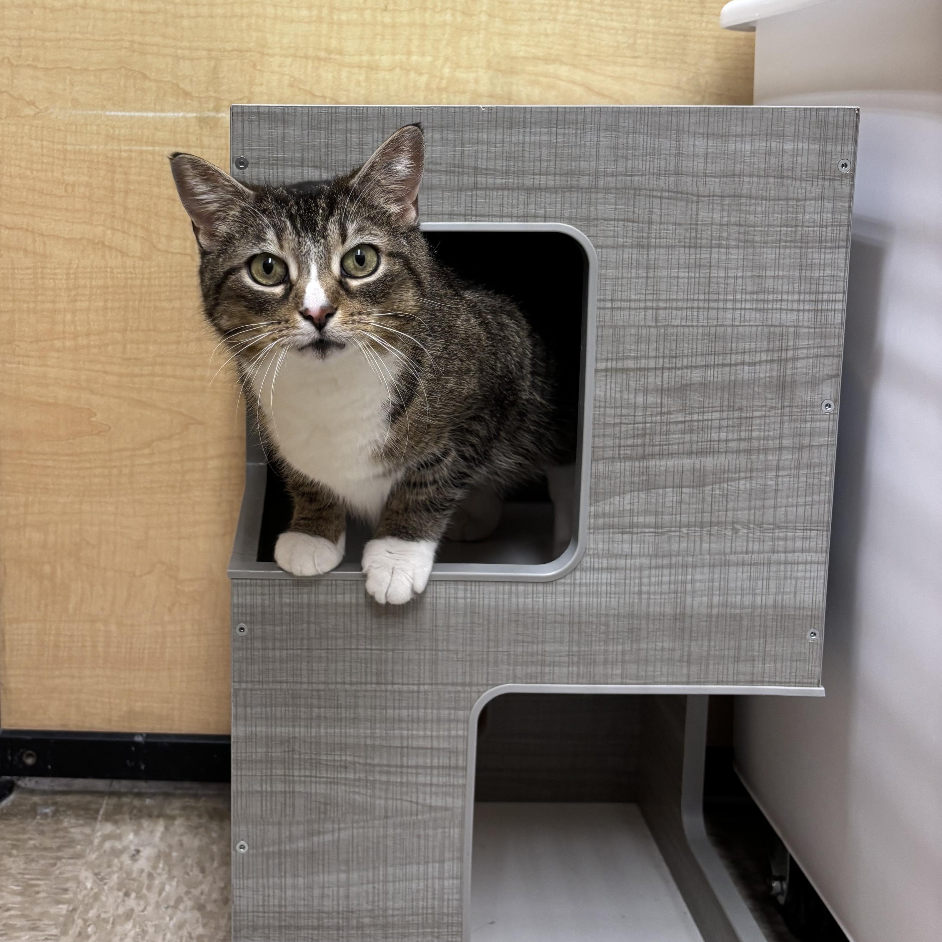 Enlarge Winnie, a ADOPTABLE Domestic Short Hair in Sewell, NJ image 5/5