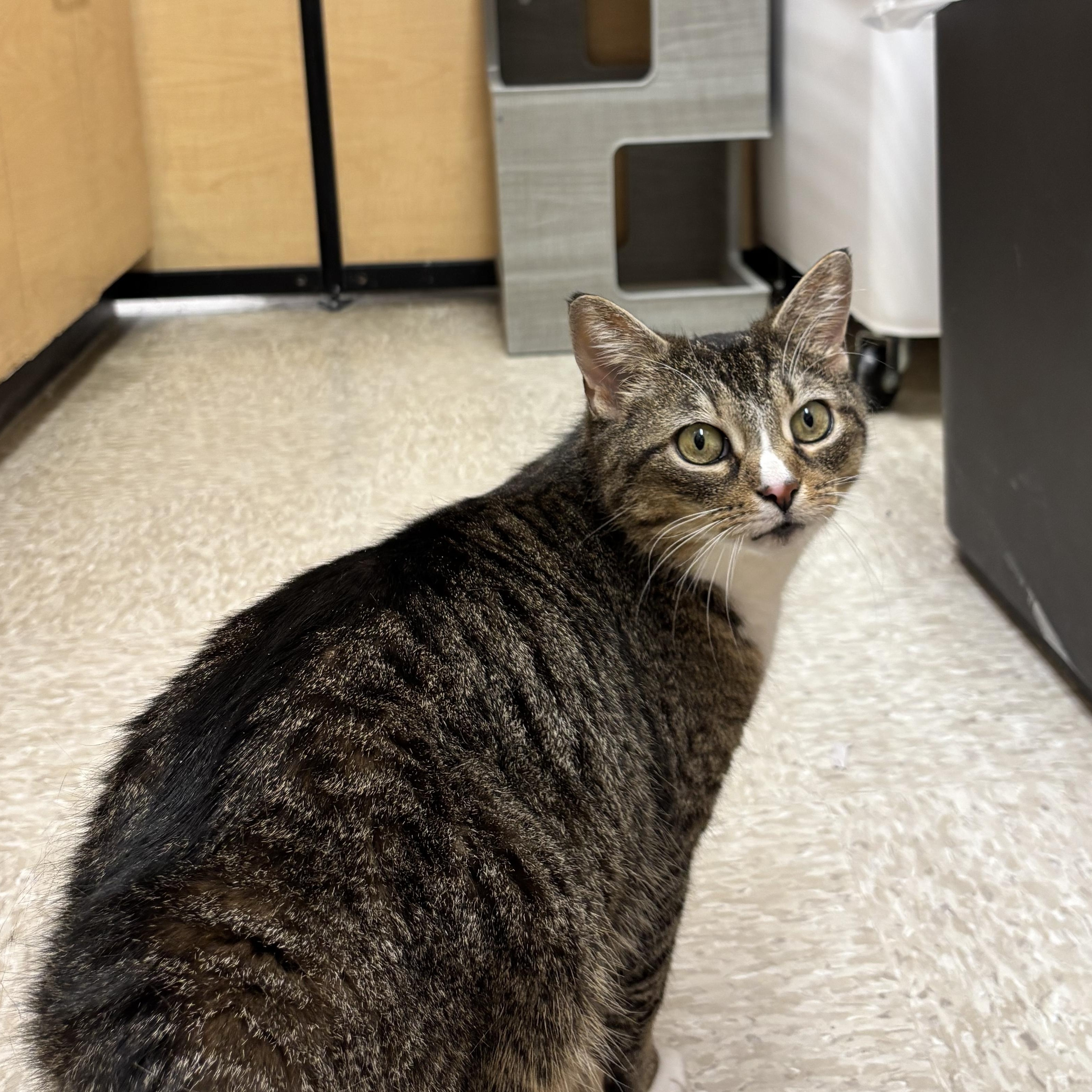 Winnie, ADOPTABLE, Adult Female Domestic Short Hair.