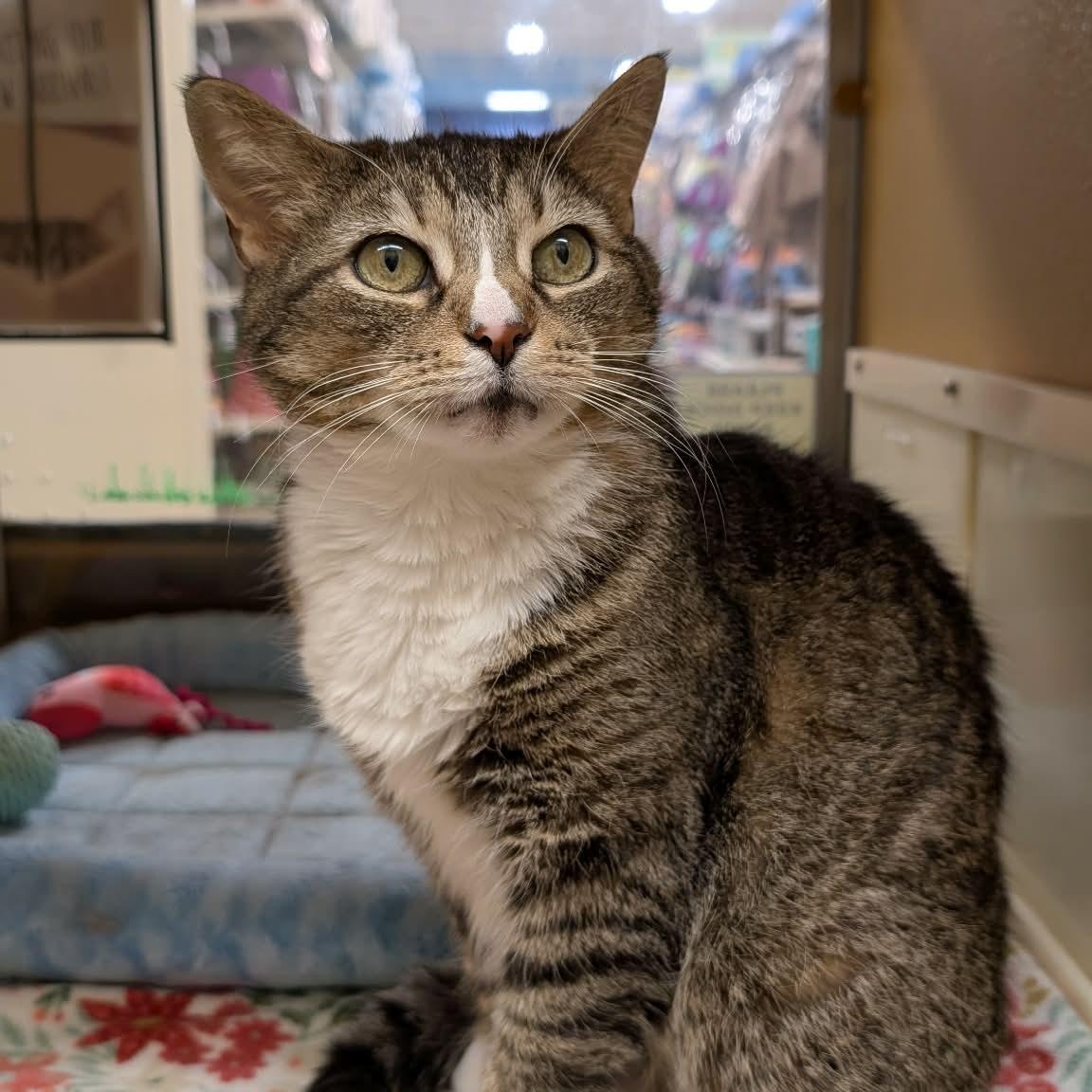 Enlarge Winnie, a ADOPTABLE Domestic Short Hair in Sewell, NJ image 2/5