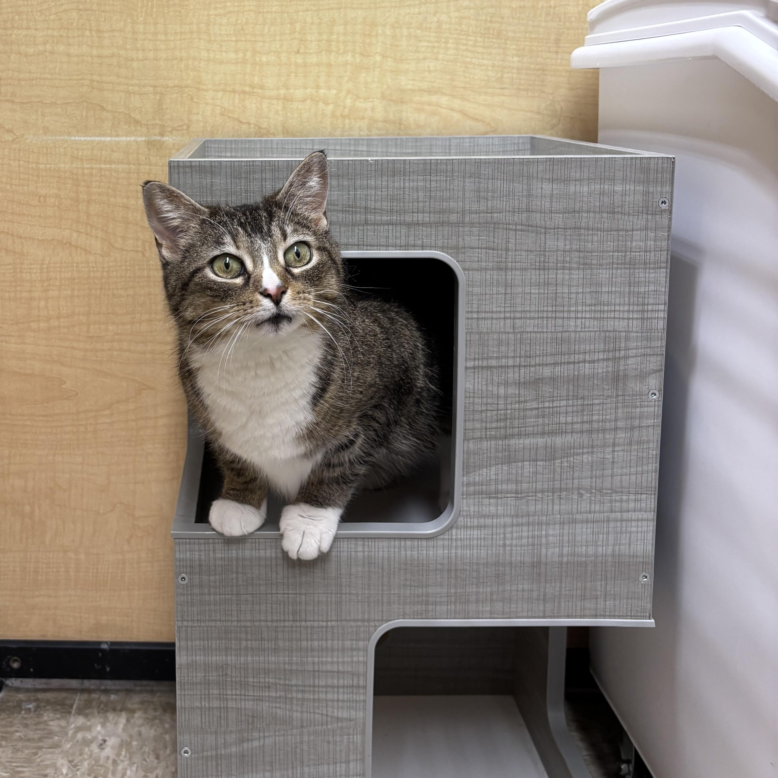 Enlarge Winnie, a ADOPTABLE Domestic Short Hair in Sewell, NJ image 4/5