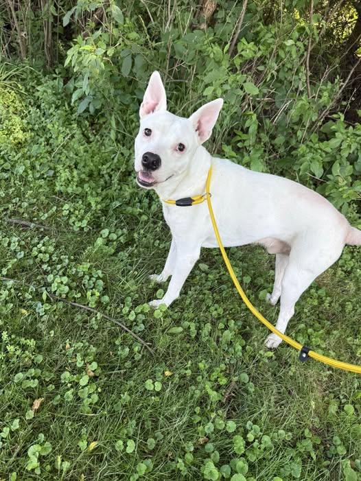 Coconut, Adoptable, Adult Male Pit Bull Terrier.