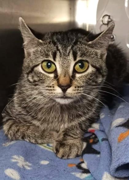 Enlarge Dorothy, a Adoptable Domestic Short Hair in Waupaca, WI image 1/1