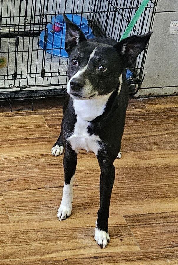 Enlarge Violet, a ADOPTABLE mixed breed in Lawrenceburg, KY image 1/1