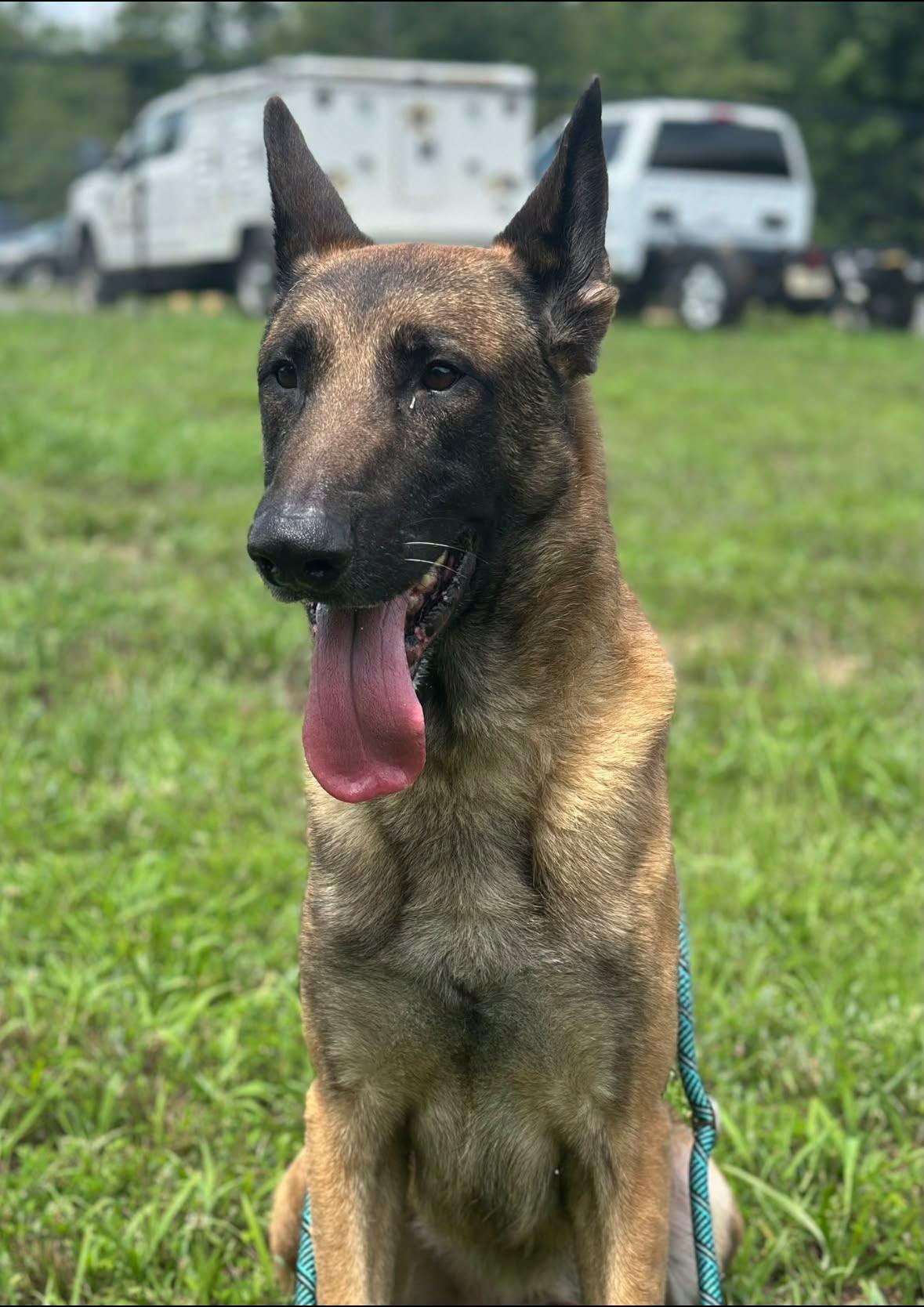 Ken, a ADOPTABLE Belgian Shepherd / Malinois in Stafford, VA image 2/3