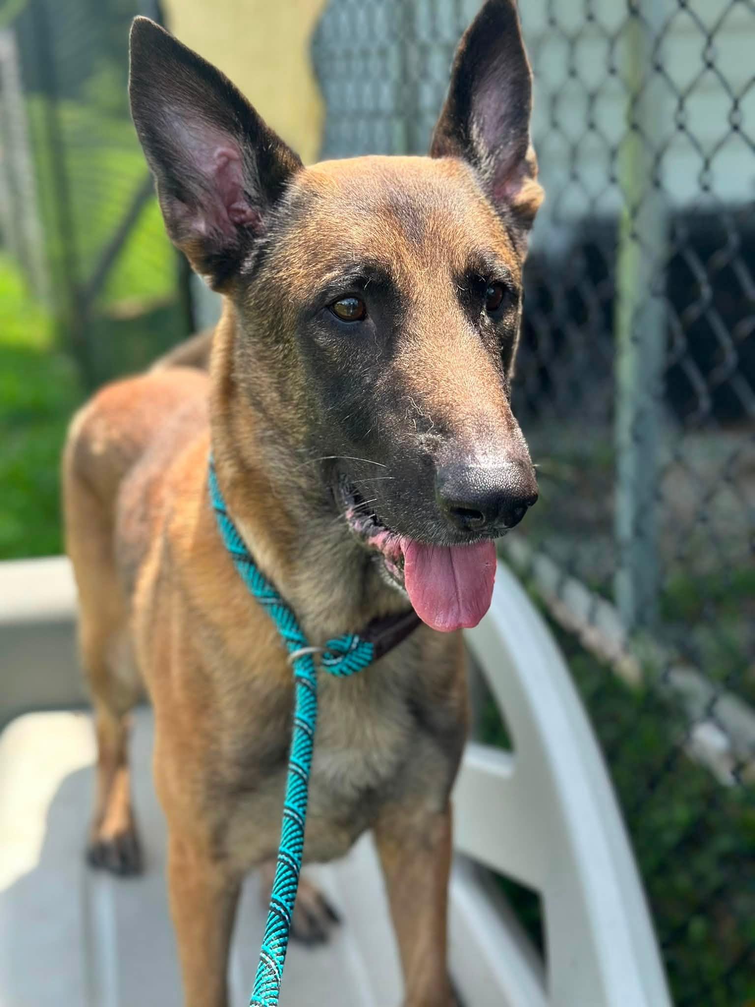 Ken, ADOPTABLE, Adult Male Belgian Shepherd / Malinois.