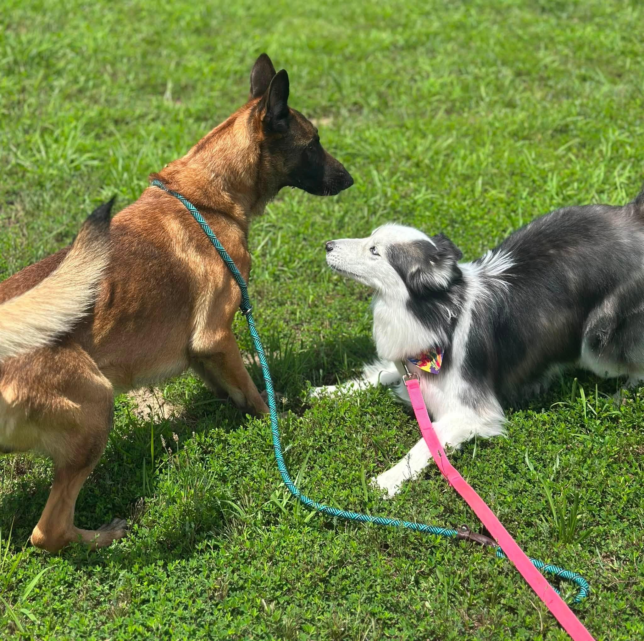 Ken, a ADOPTABLE Belgian Shepherd / Malinois in Stafford, VA image 3/3