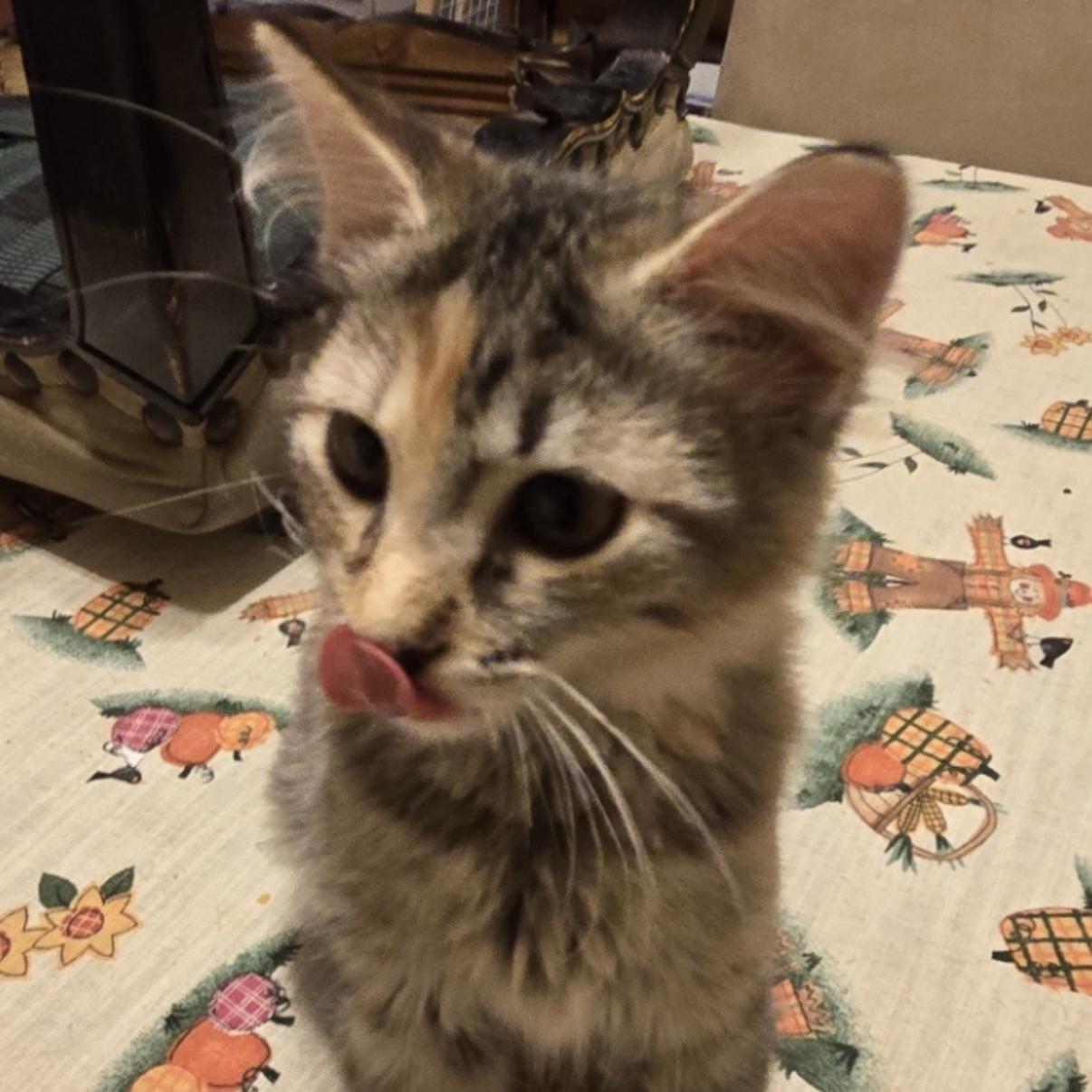 Tigress, Adoptable, Young Female Domestic Medium Hair.