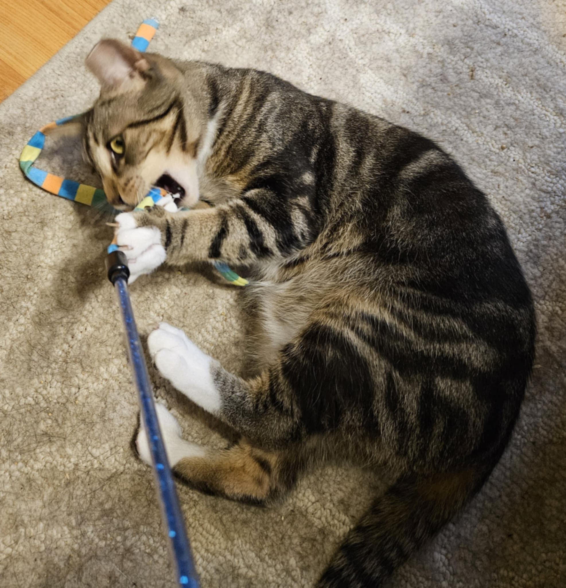 Basil, a Adoptable Domestic Short Hair in Shakespeare, ON image 2/6