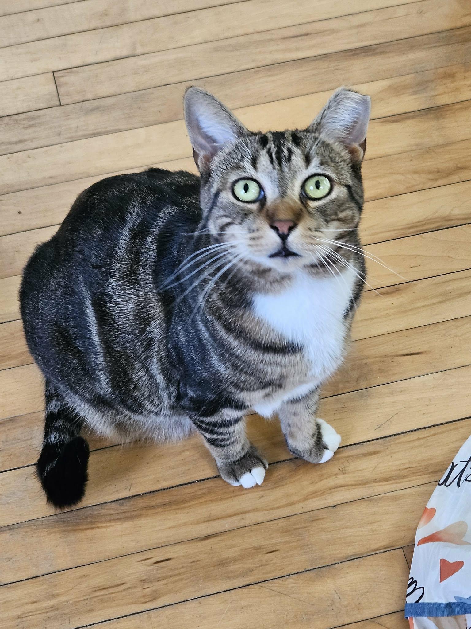 Enlarge Basil, a Adoptable Domestic Short Hair in Shakespeare, ON image 1/6