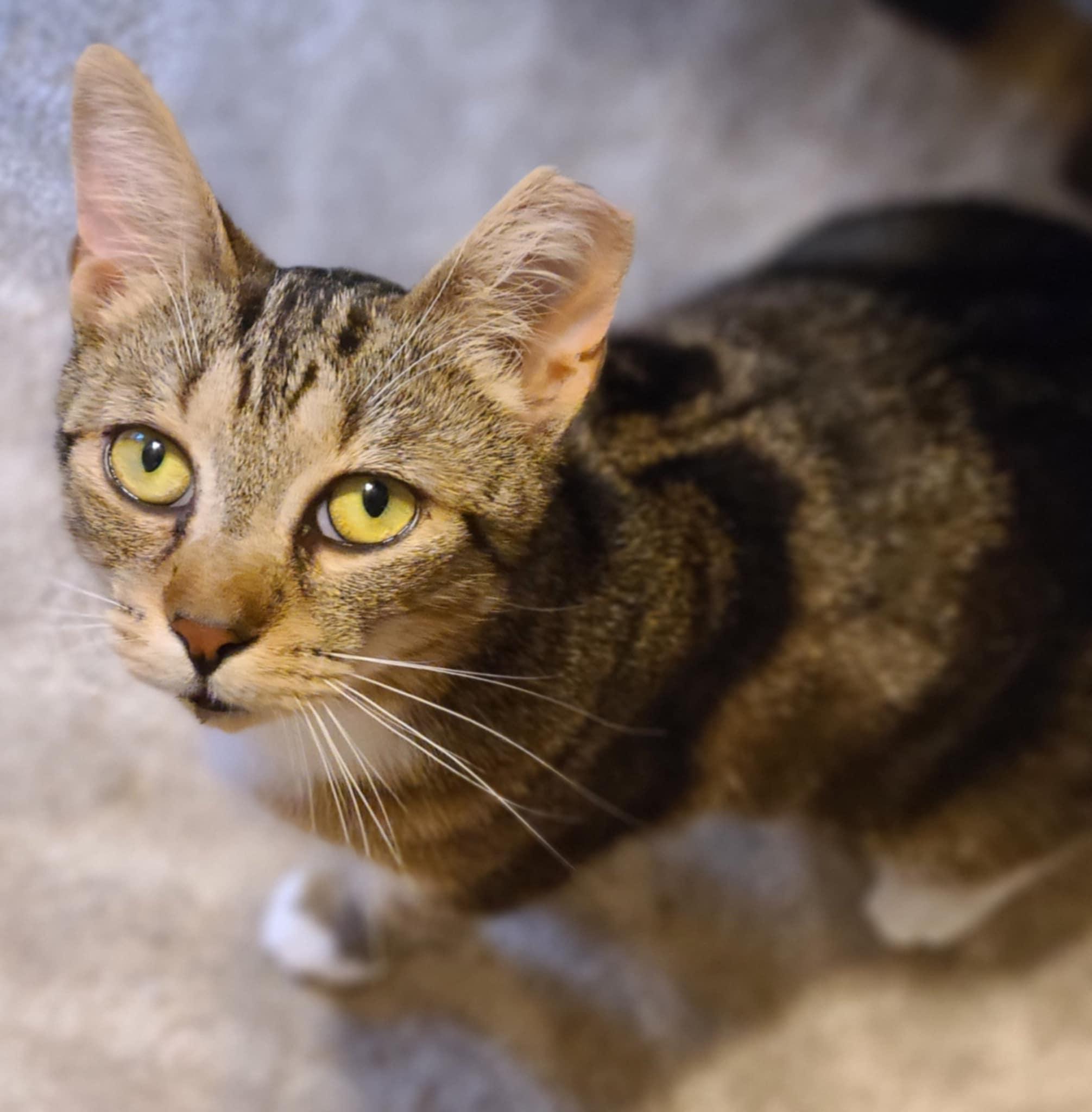 Basil, a Adoptable Domestic Short Hair in Shakespeare, ON image 3/6