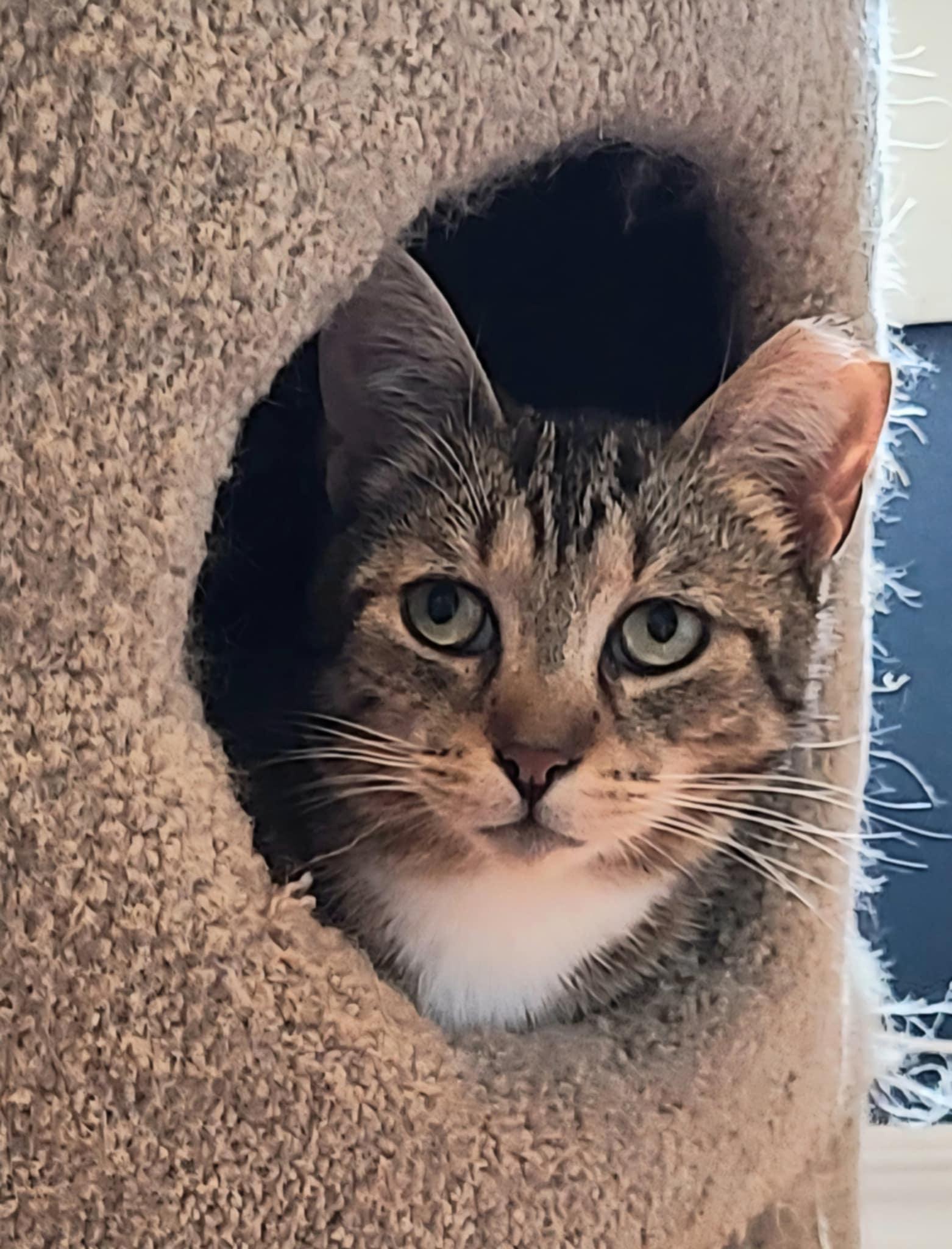 Basil, Adoptable, Adult Male Domestic Short Hair.