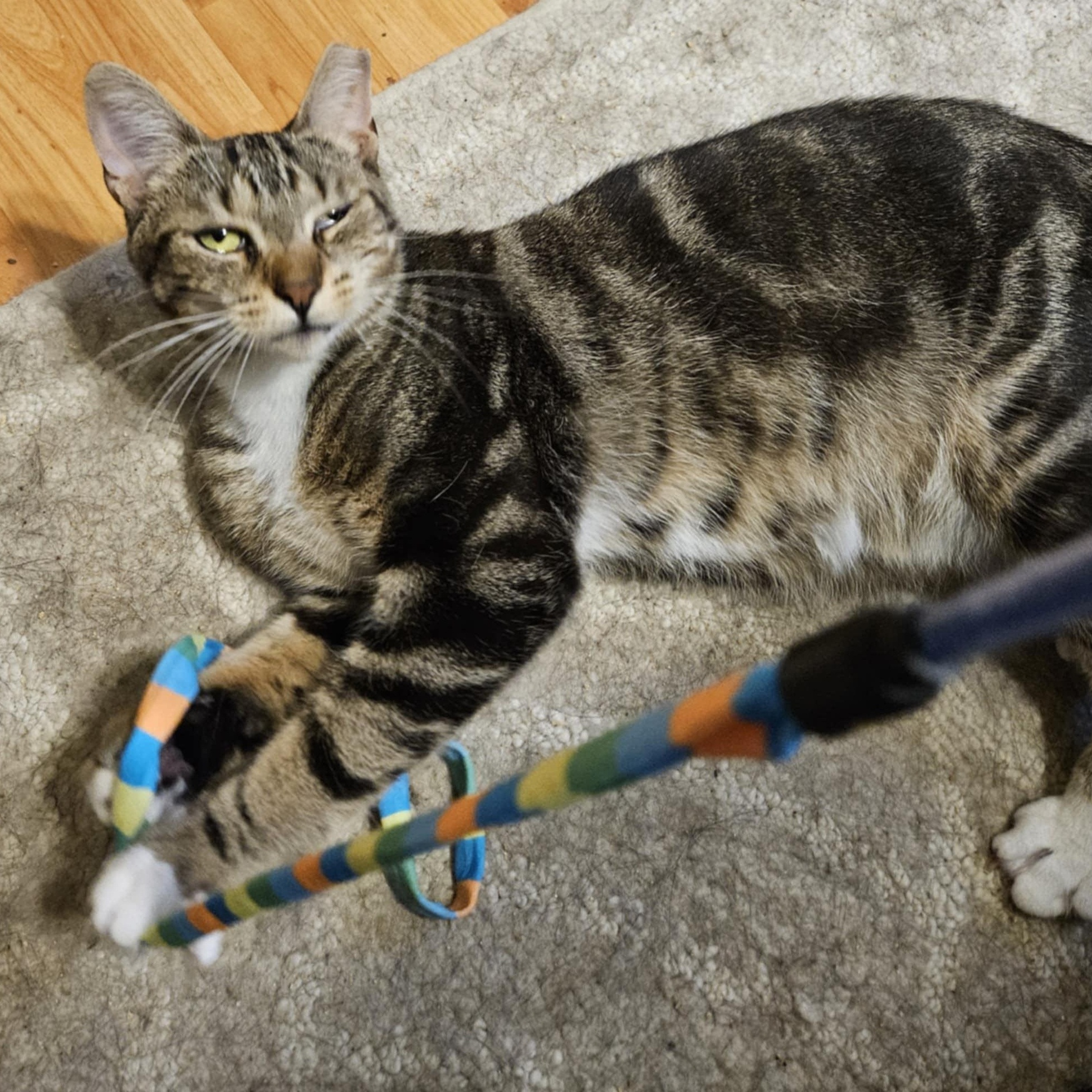 Basil, a Adoptable Domestic Short Hair in Shakespeare, ON image 6/6