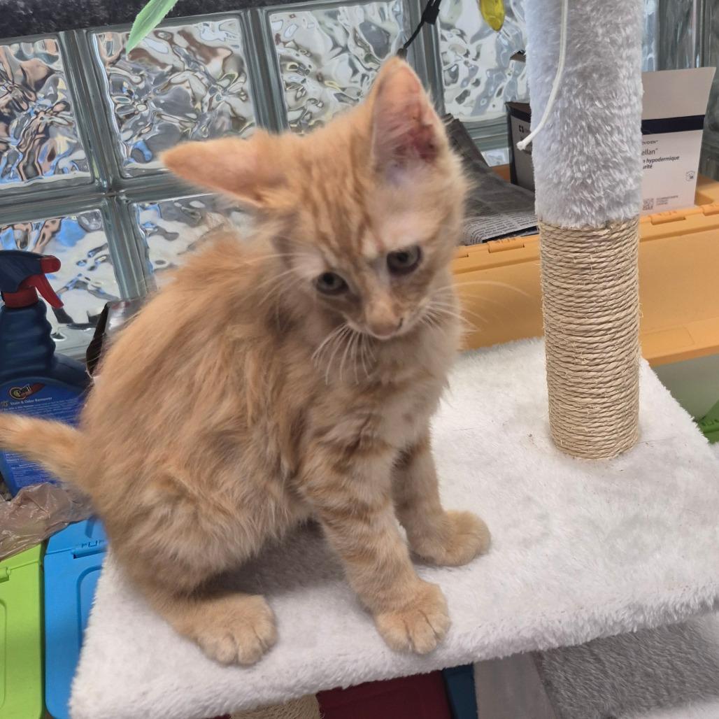 Agape (lt. blue), Adoptable, Kitten Male Domestic Medium Hair.