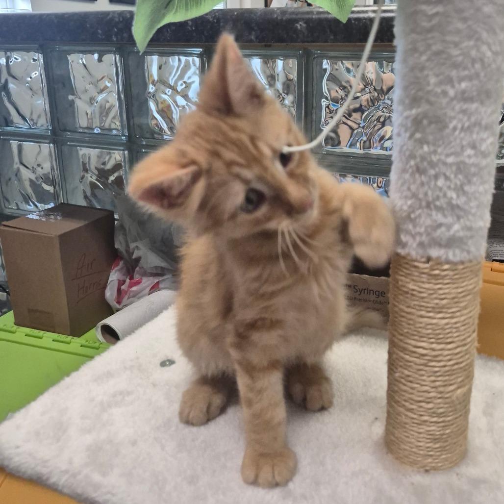 Agape (lt. blue), a Adoptable Domestic Medium Hair in Kingman, KS image 2/4