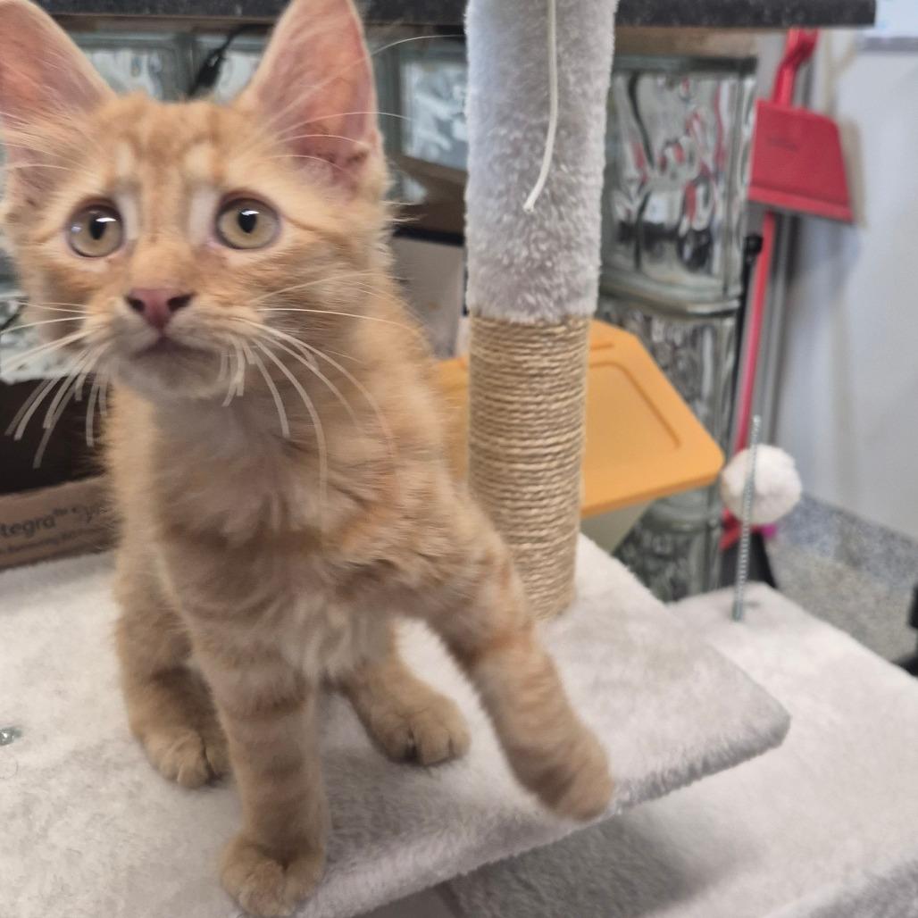 Agape (lt. blue), a Adoptable Domestic Medium Hair in Kingman, KS image 3/4