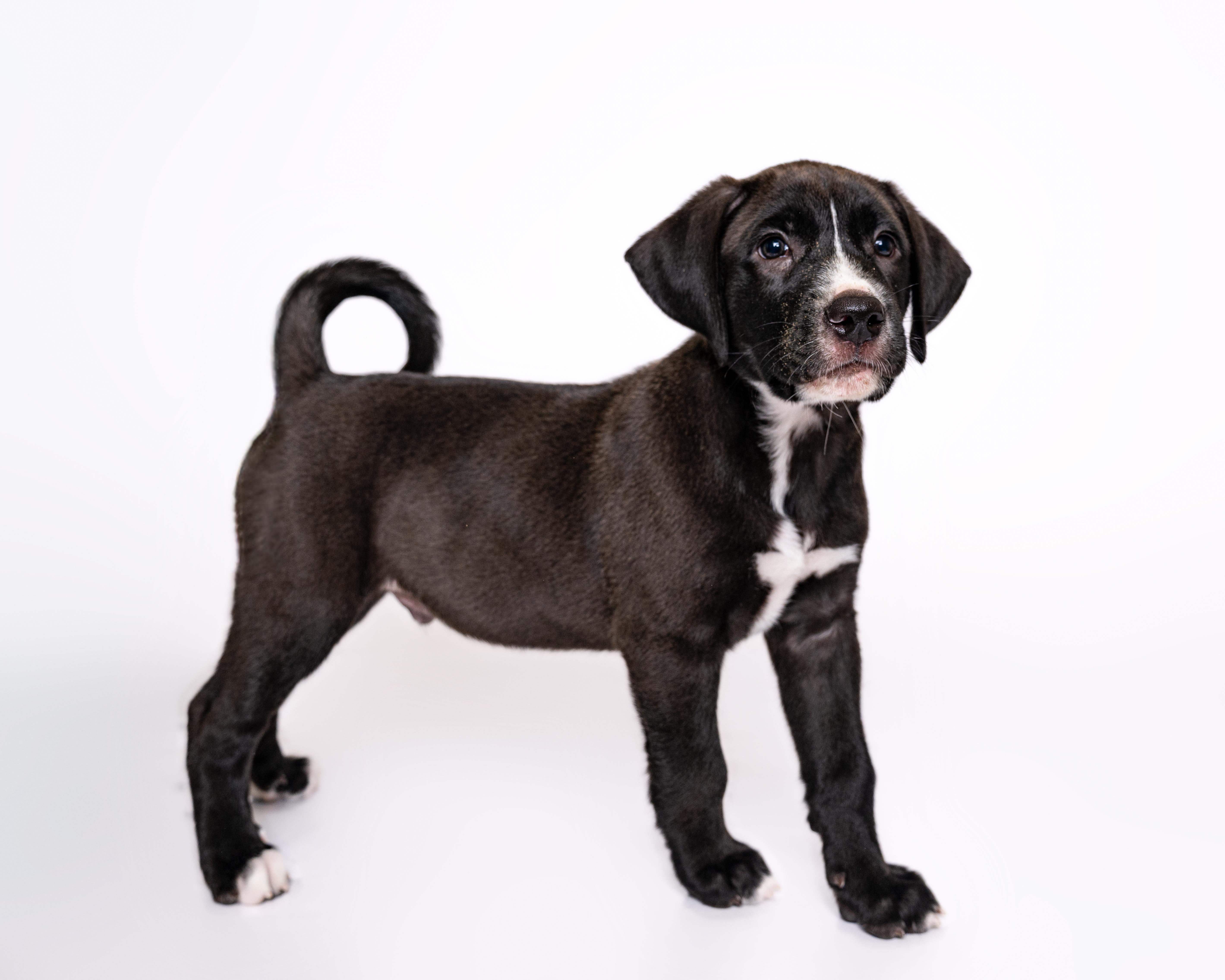 Rummy, a Adoptable mixed breed in Itasca, IL image 4/6