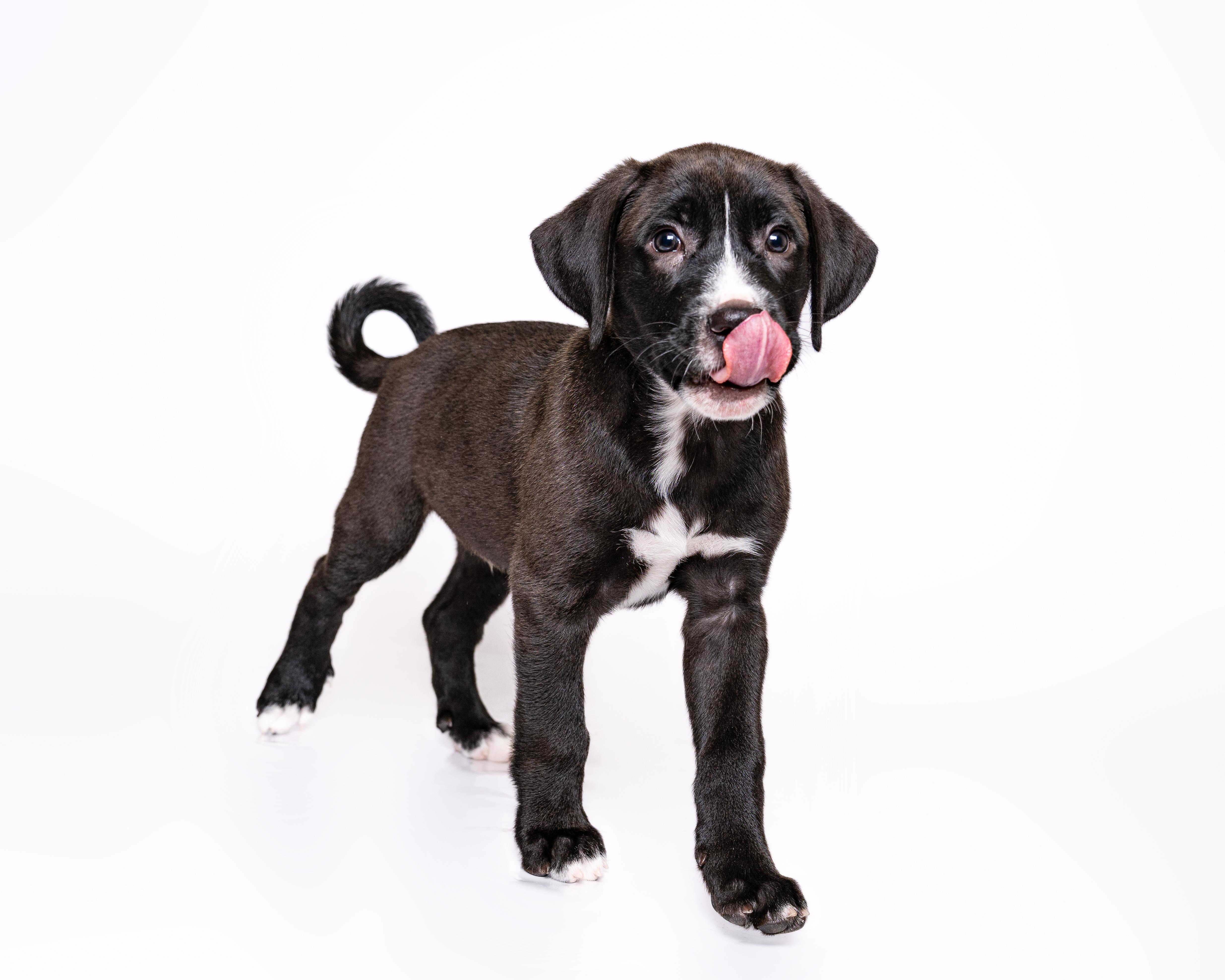 Rummy, a Adoptable mixed breed in Itasca, IL image 2/6