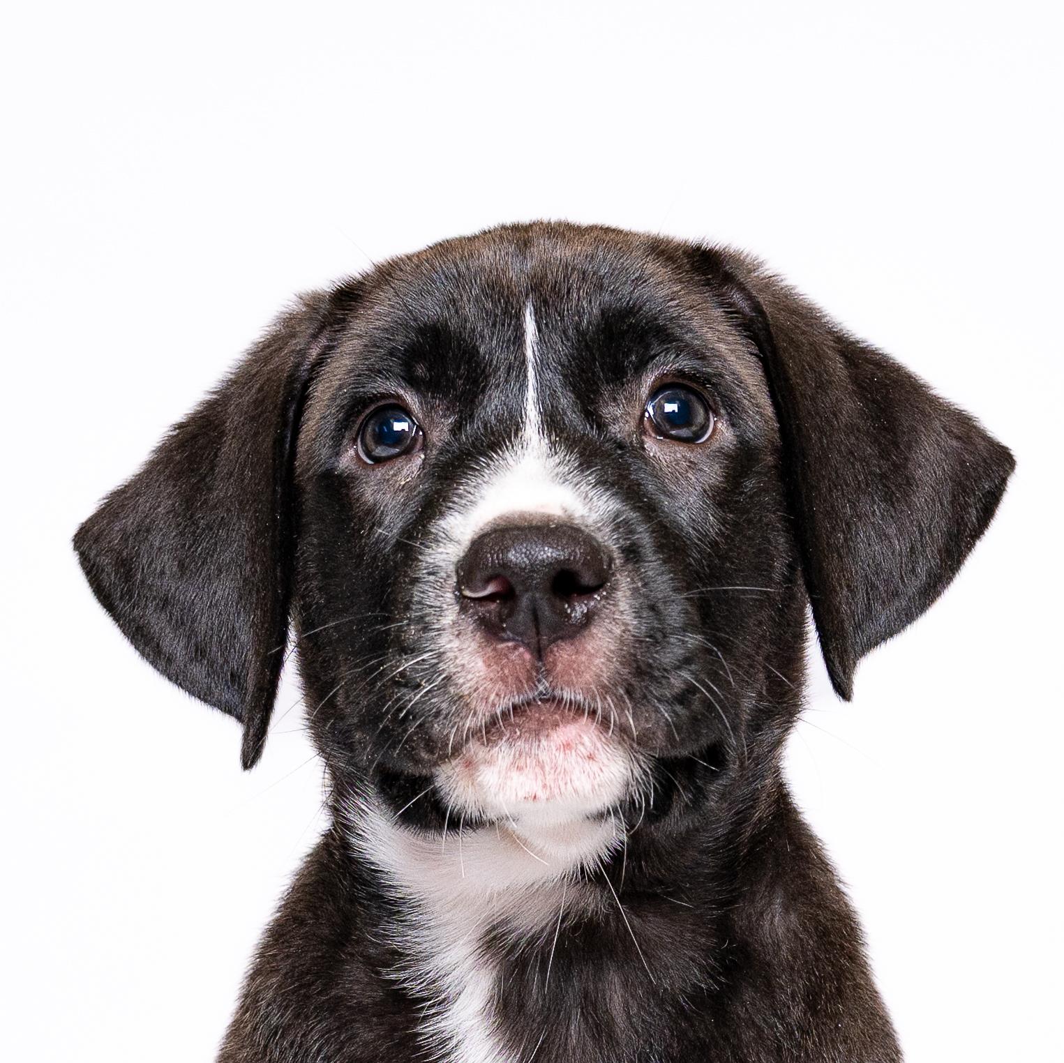 Rummy, a Adoptable mixed breed in Itasca, IL image 1/6