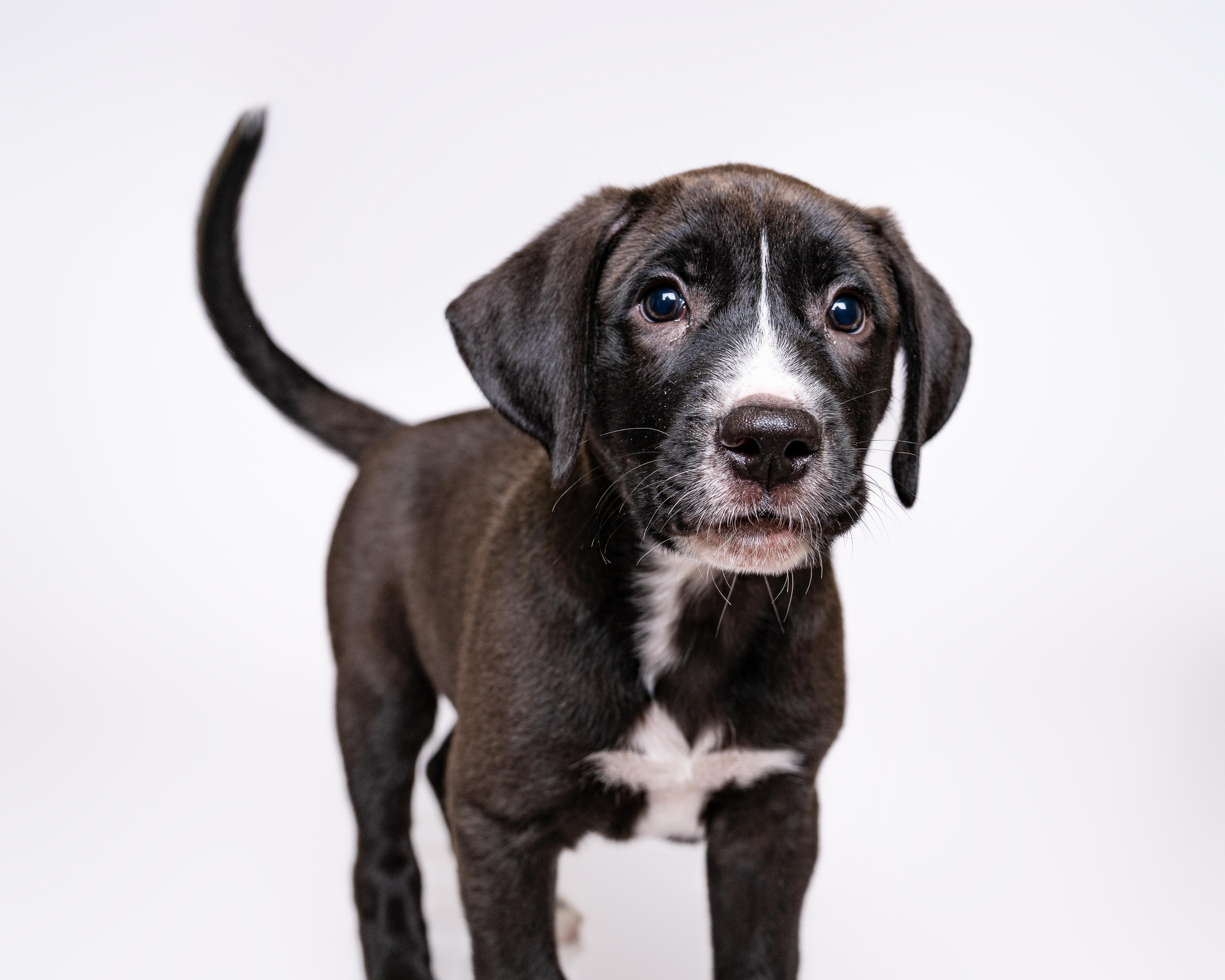 Rummy, a Adoptable mixed breed in Itasca, IL image 3/6