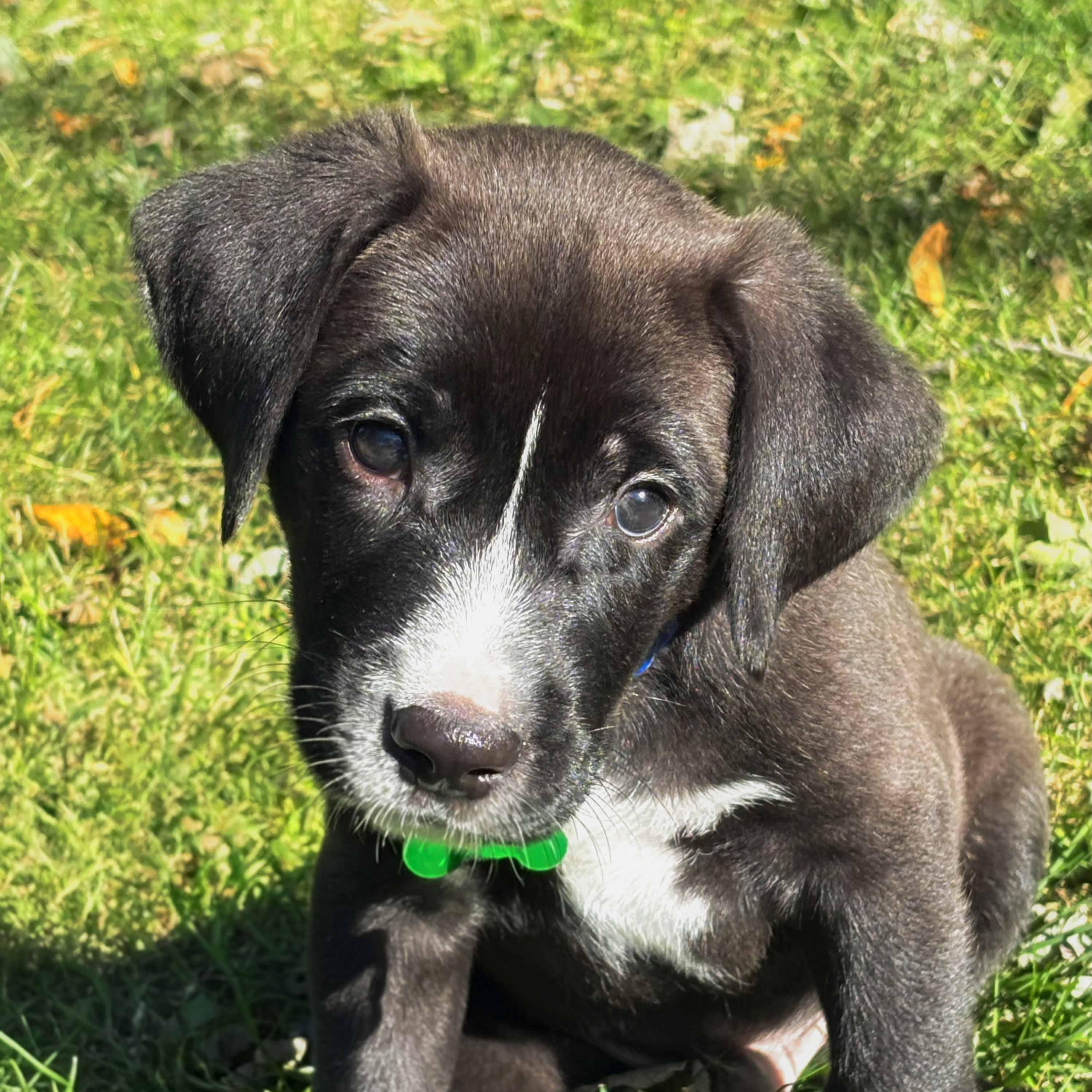 Rummy, Adoptable, Puppy Male Retriever.