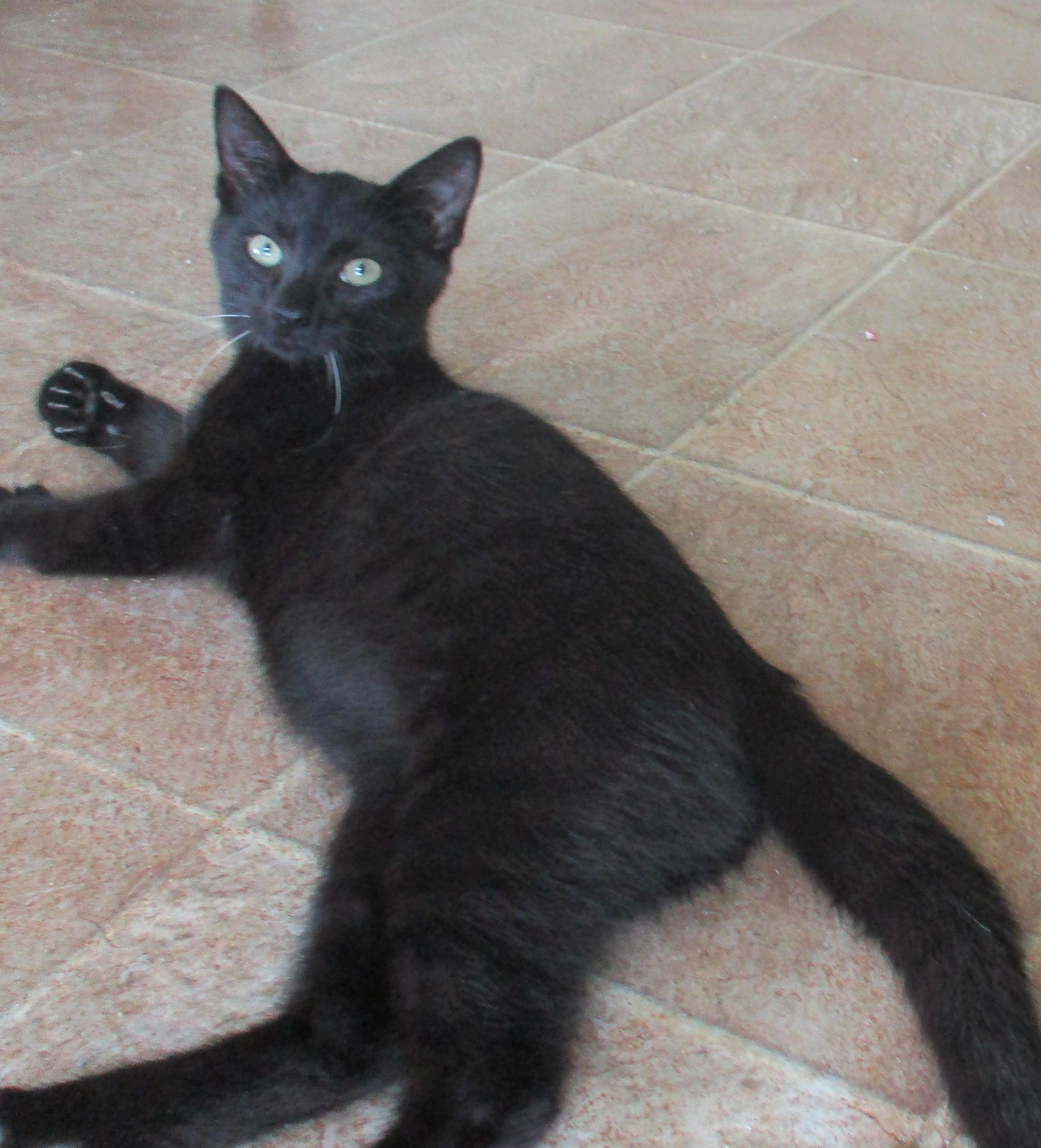 Enlarge ANDREW, a Adoptable Domestic Short Hair in Troutman, NC image 4/6