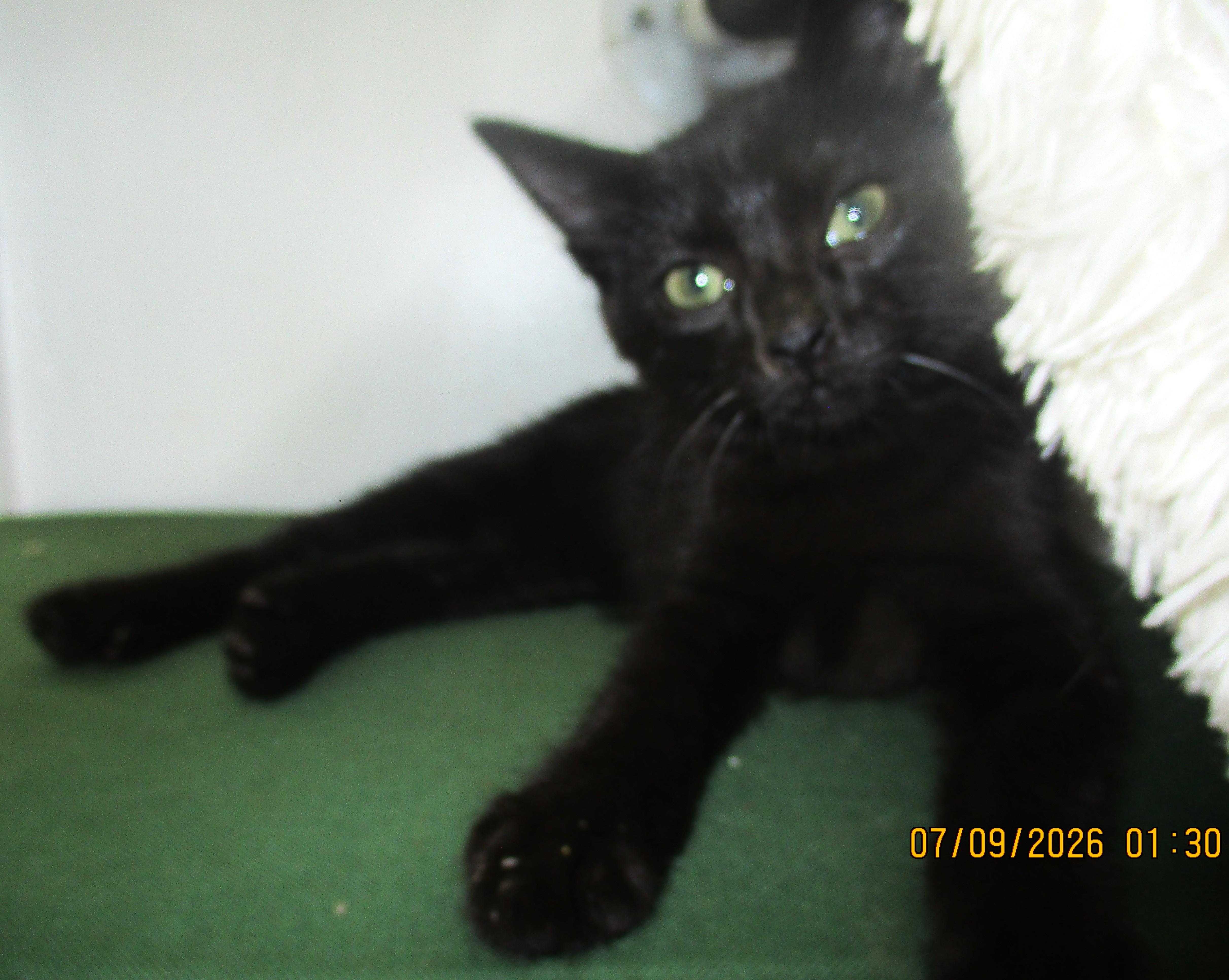 Enlarge ANDREW, a Adoptable Domestic Short Hair in Troutman, NC image 6/6