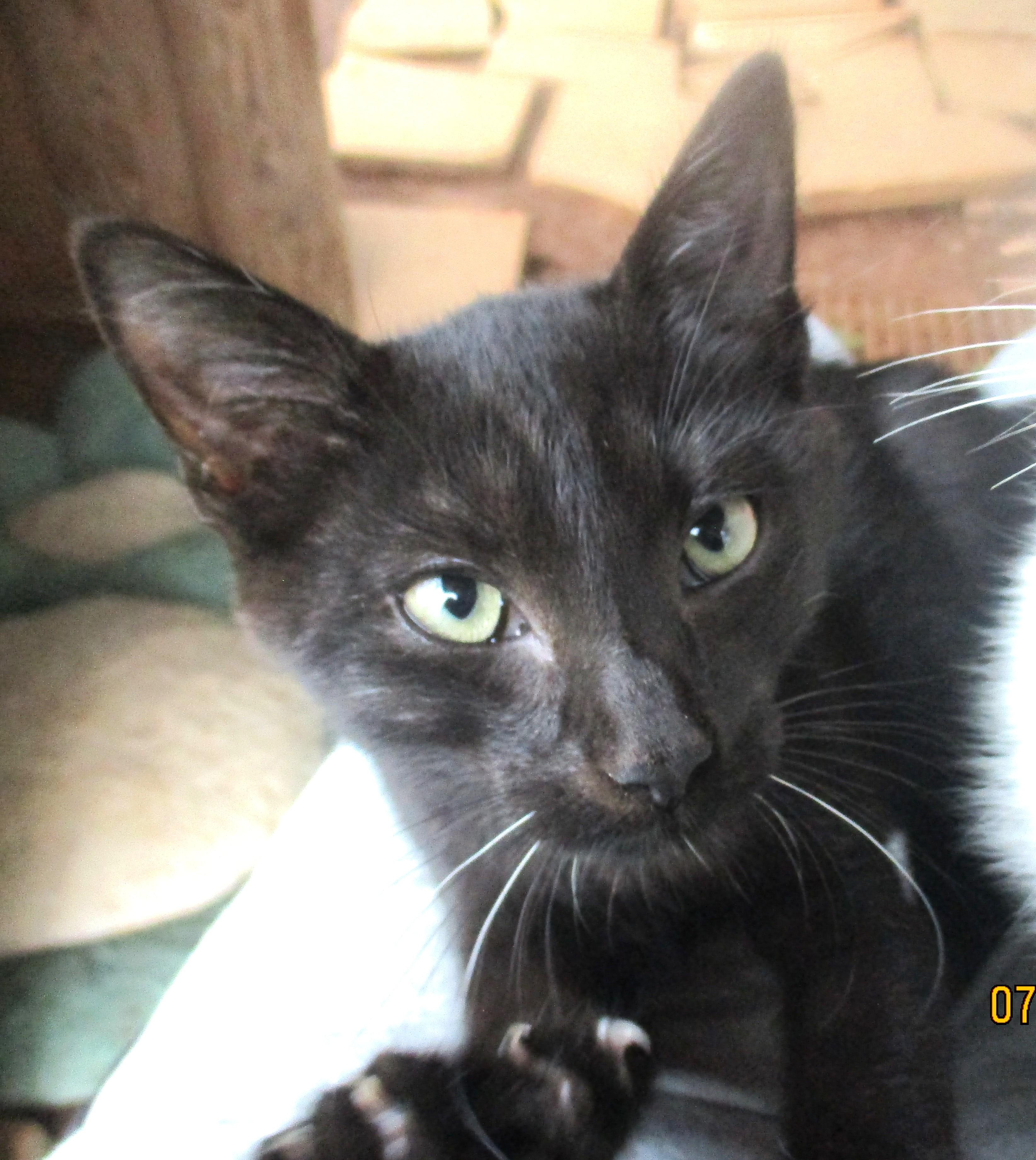 Enlarge ANDREW, a Adoptable Domestic Short Hair in Troutman, NC image 1/6