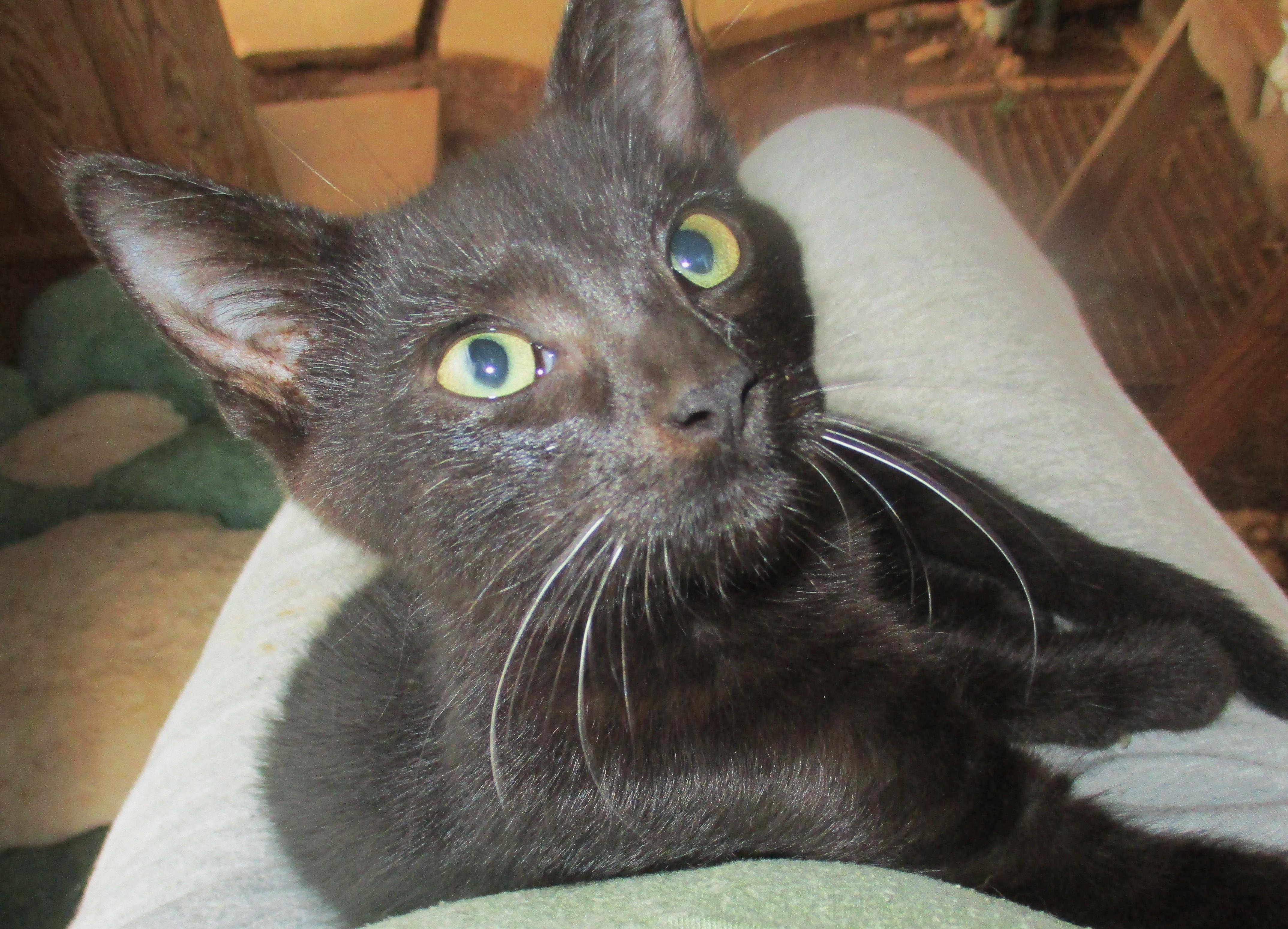 Enlarge ANDREW, a Adoptable Domestic Short Hair in Troutman, NC image 2/6