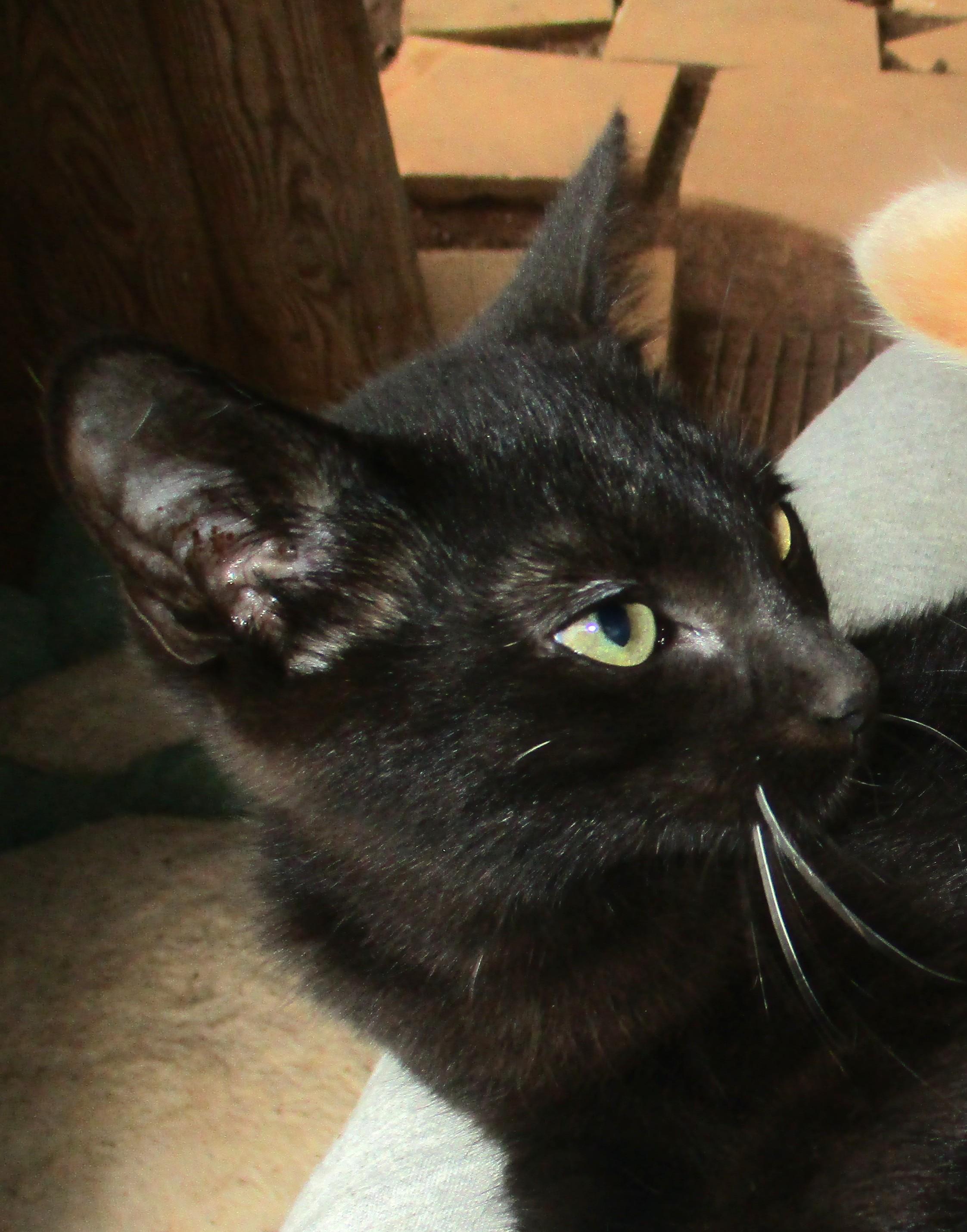 Enlarge ANDREW, a Adoptable Domestic Short Hair in Troutman, NC image 3/6