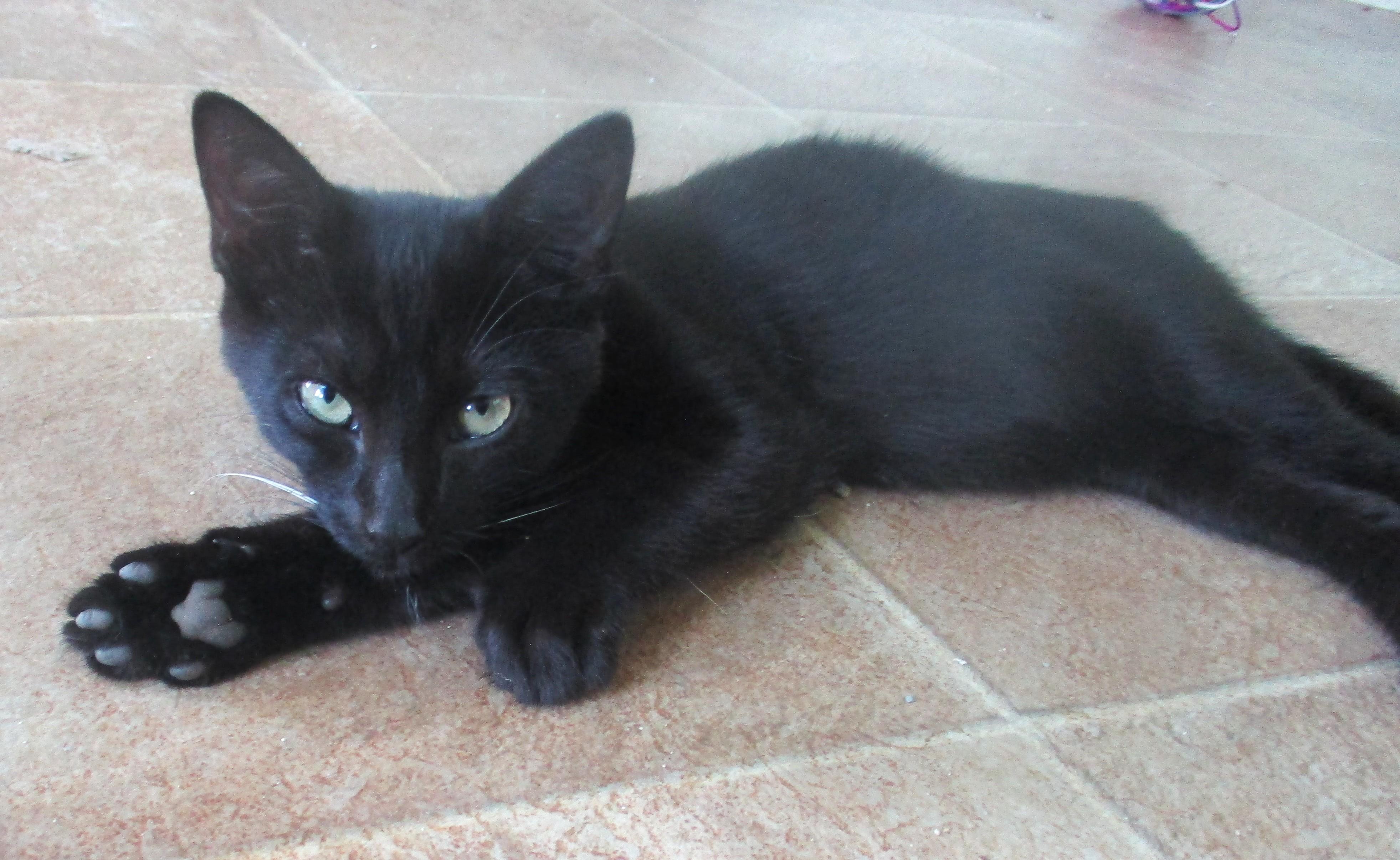 Enlarge ANDREW, a Adoptable Domestic Short Hair in Troutman, NC image 5/6